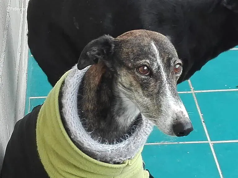 Isabel de Avila adozione levrieri galgo 1