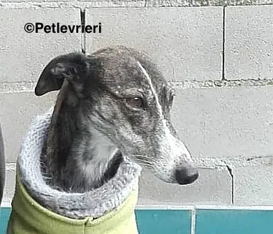 Isabel de Avila adozione levrieri galgo 2