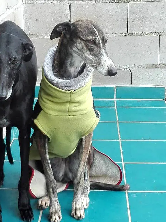 Isabel de Avila adozione levrieri galgo 2