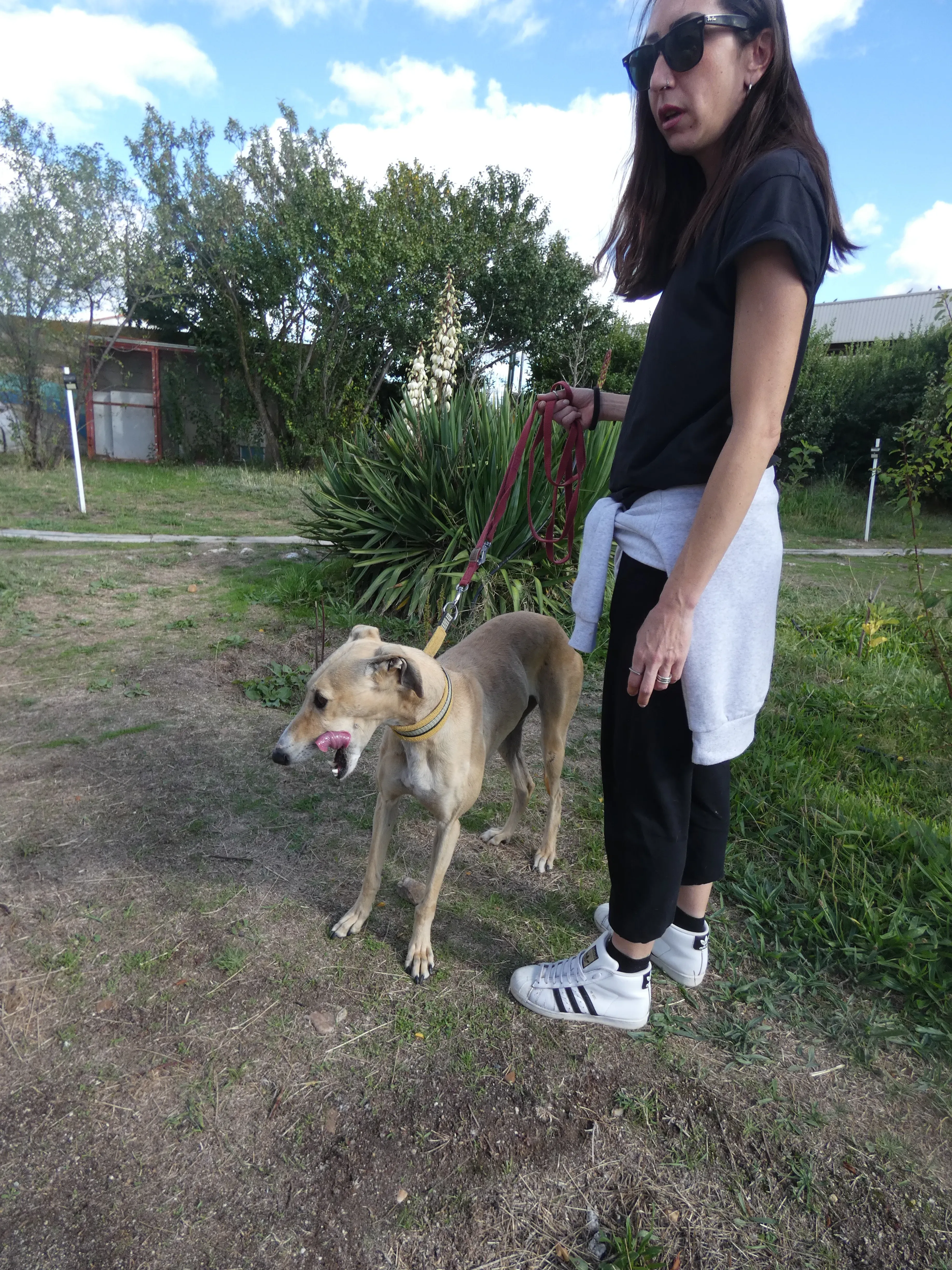 Isabela adozione levrieri galgo 10JPG