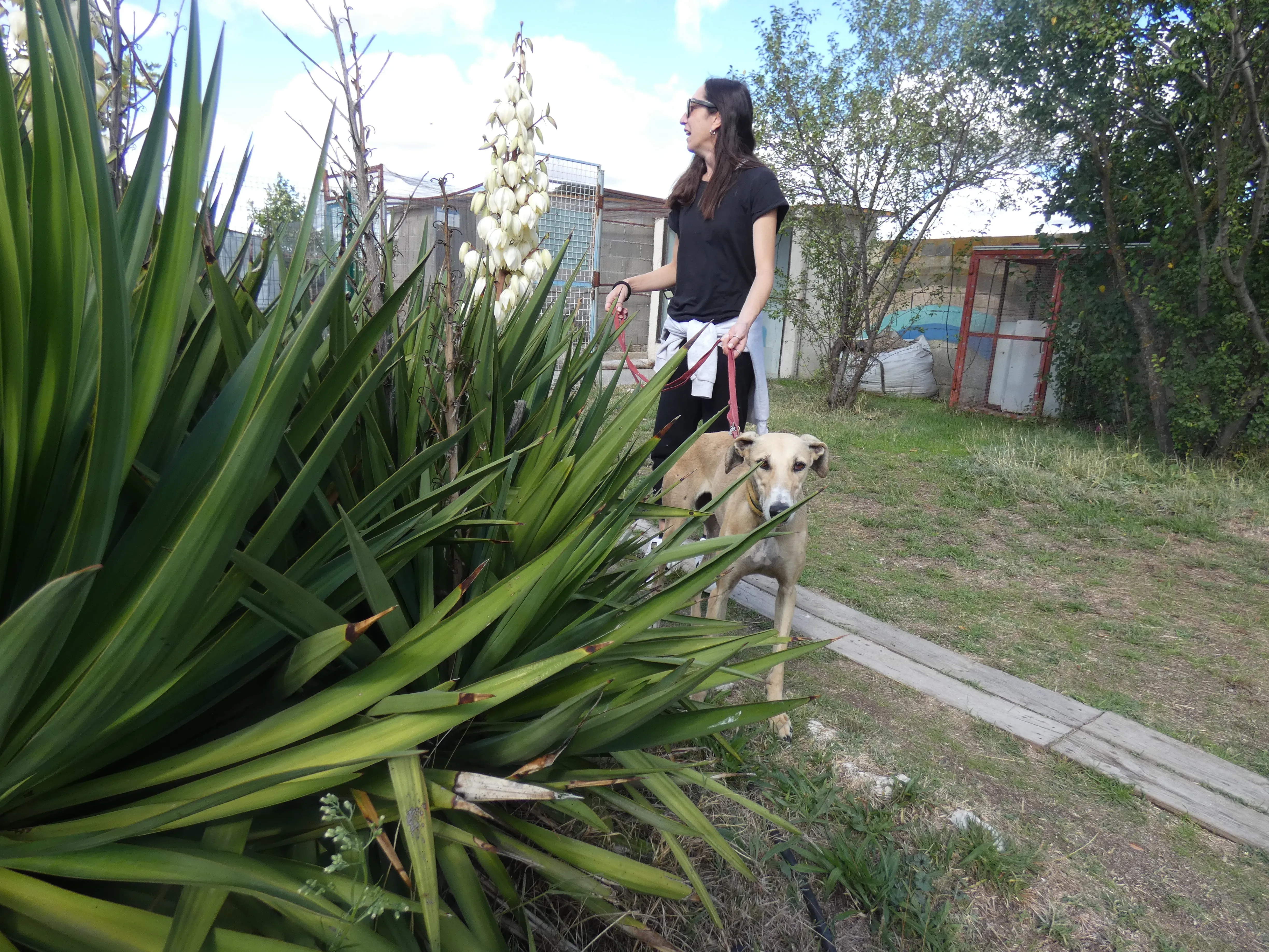 Isabela adozione levrieri galgo 11JPG