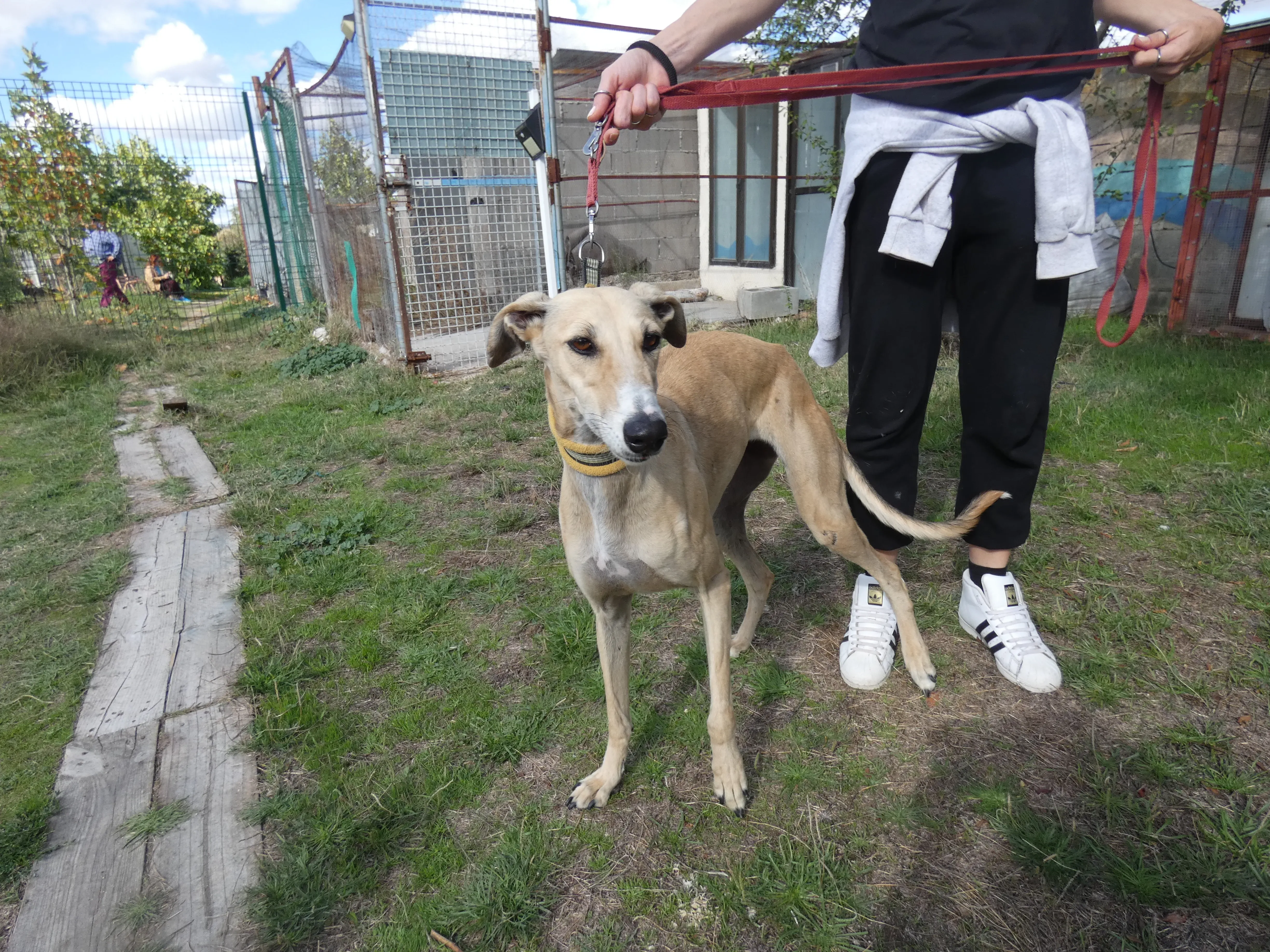 Isabela adozione levrieri galgo 12JPG