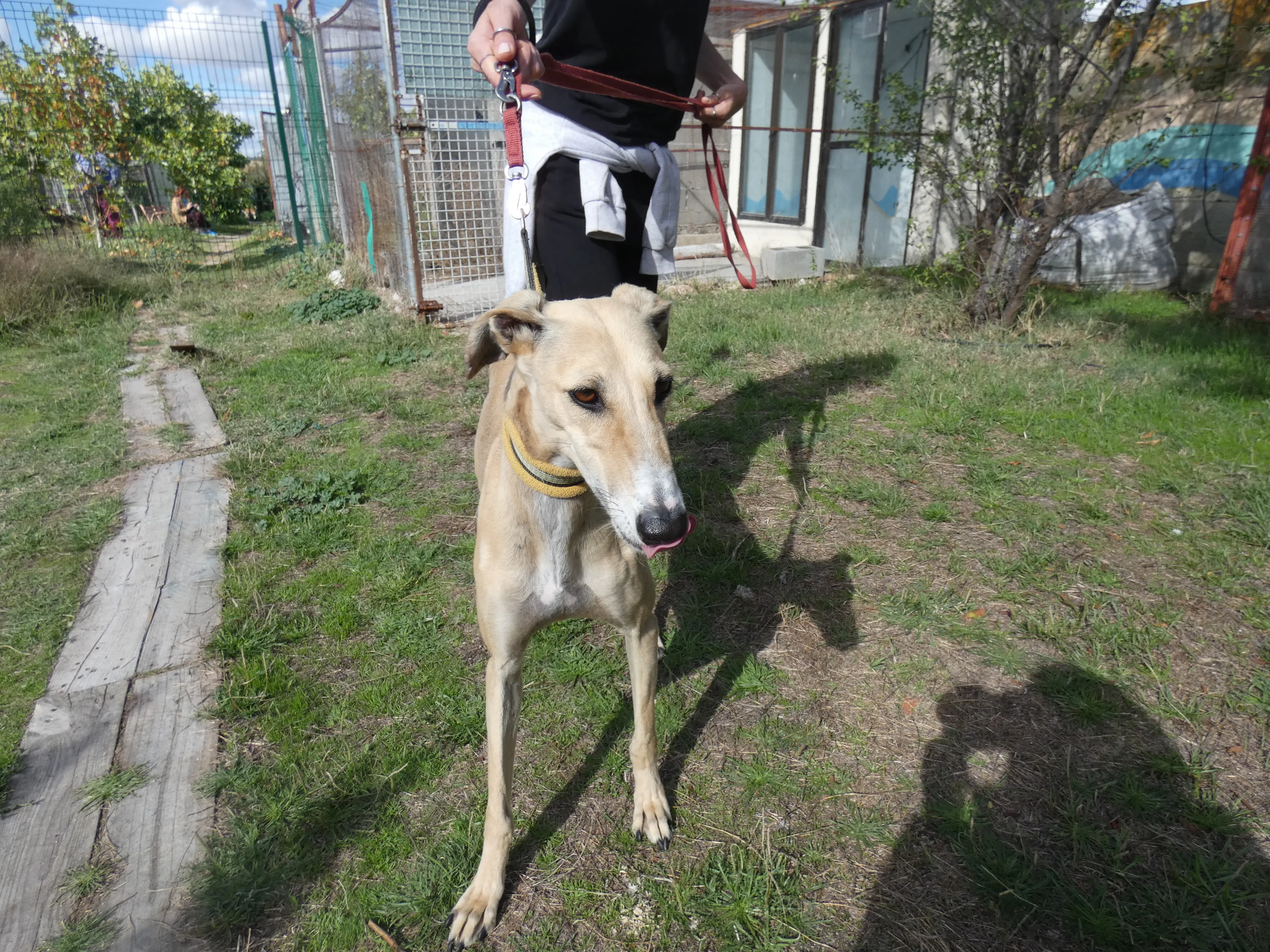 Isabela adozione levrieri galgo 13JPG