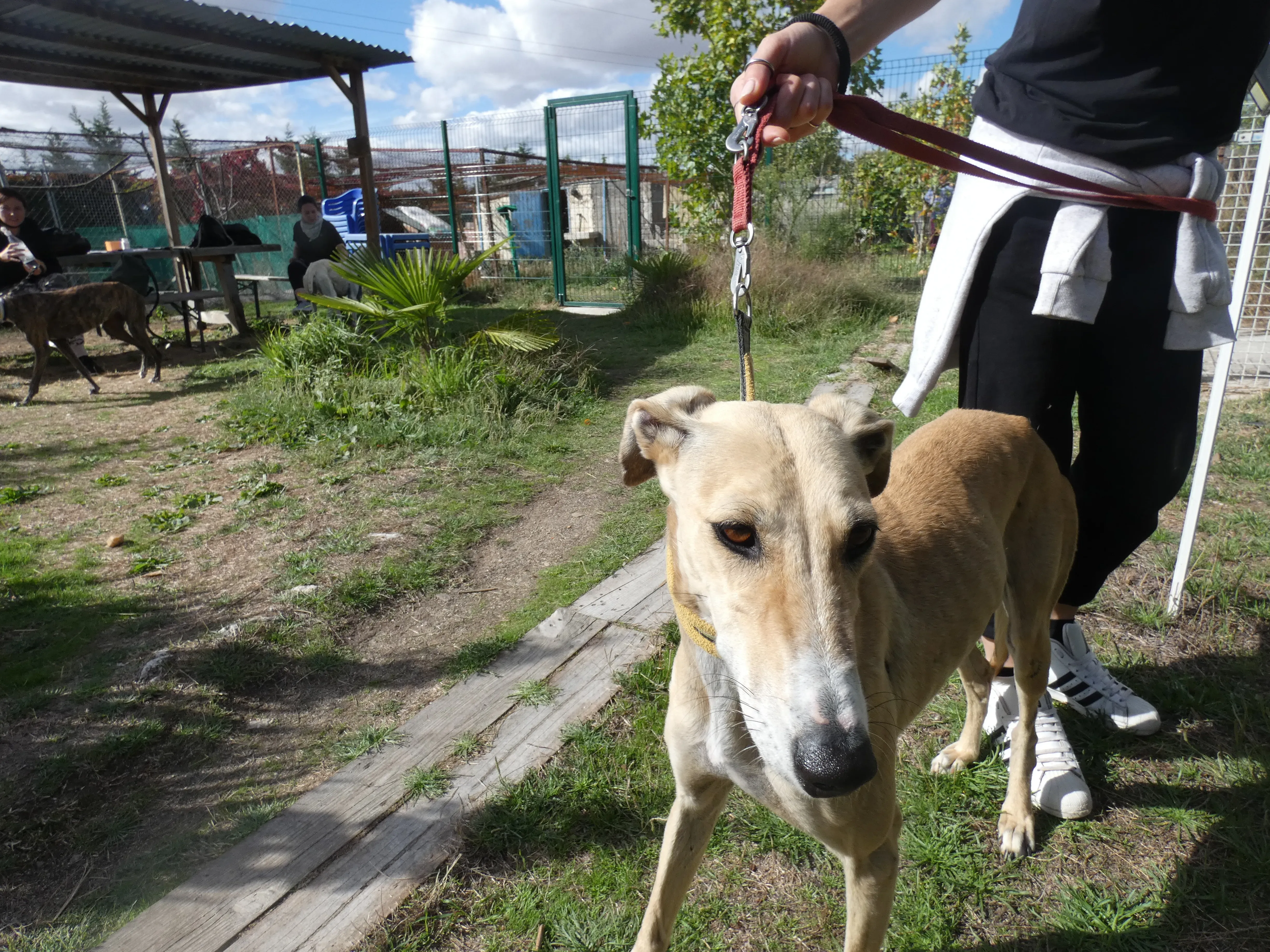 Isabela adozione levrieri galgo 14JPG