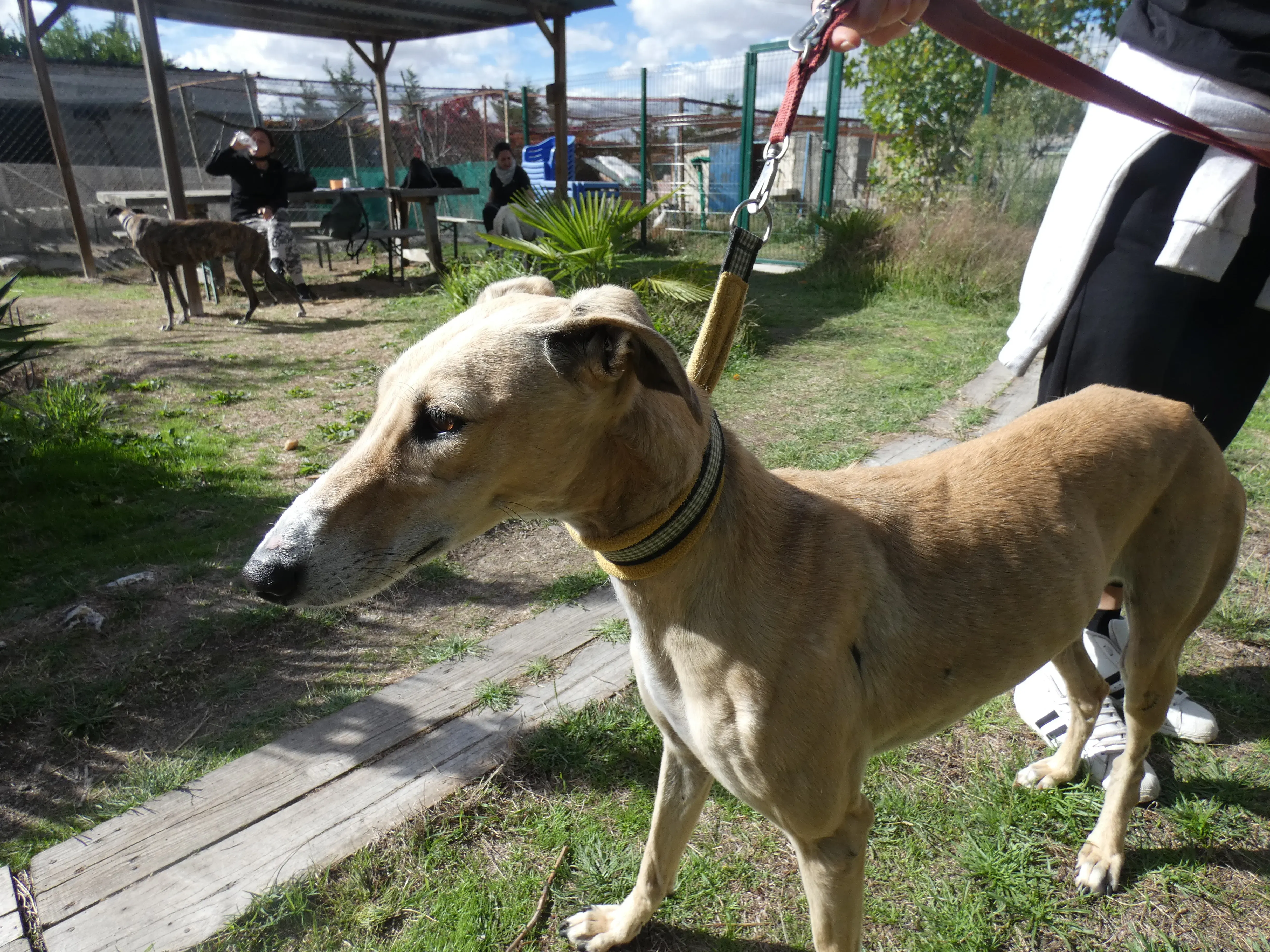 Isabela adozione levrieri galgo 15JPG