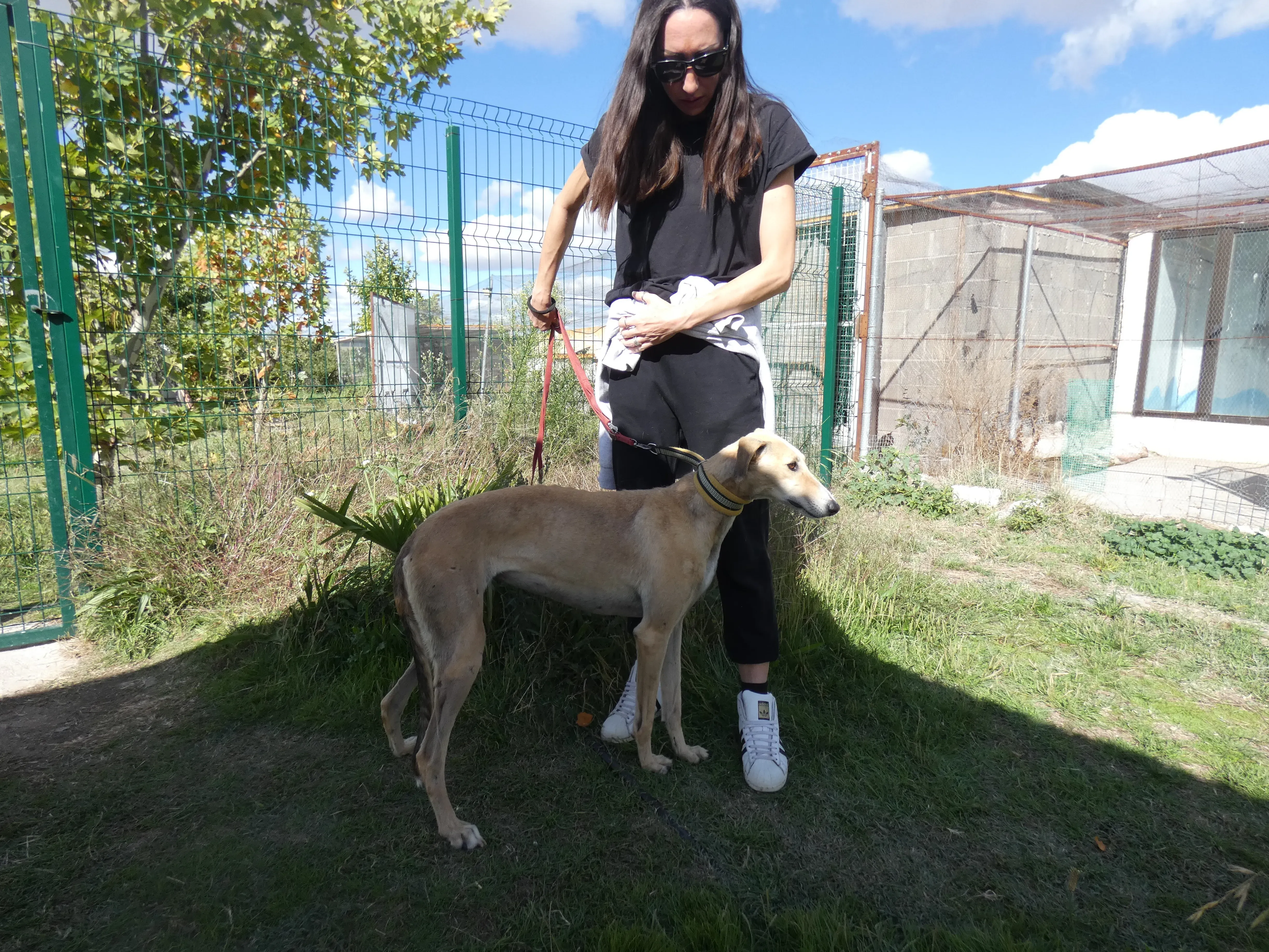 Isabela adozione levrieri galgo 16JPG