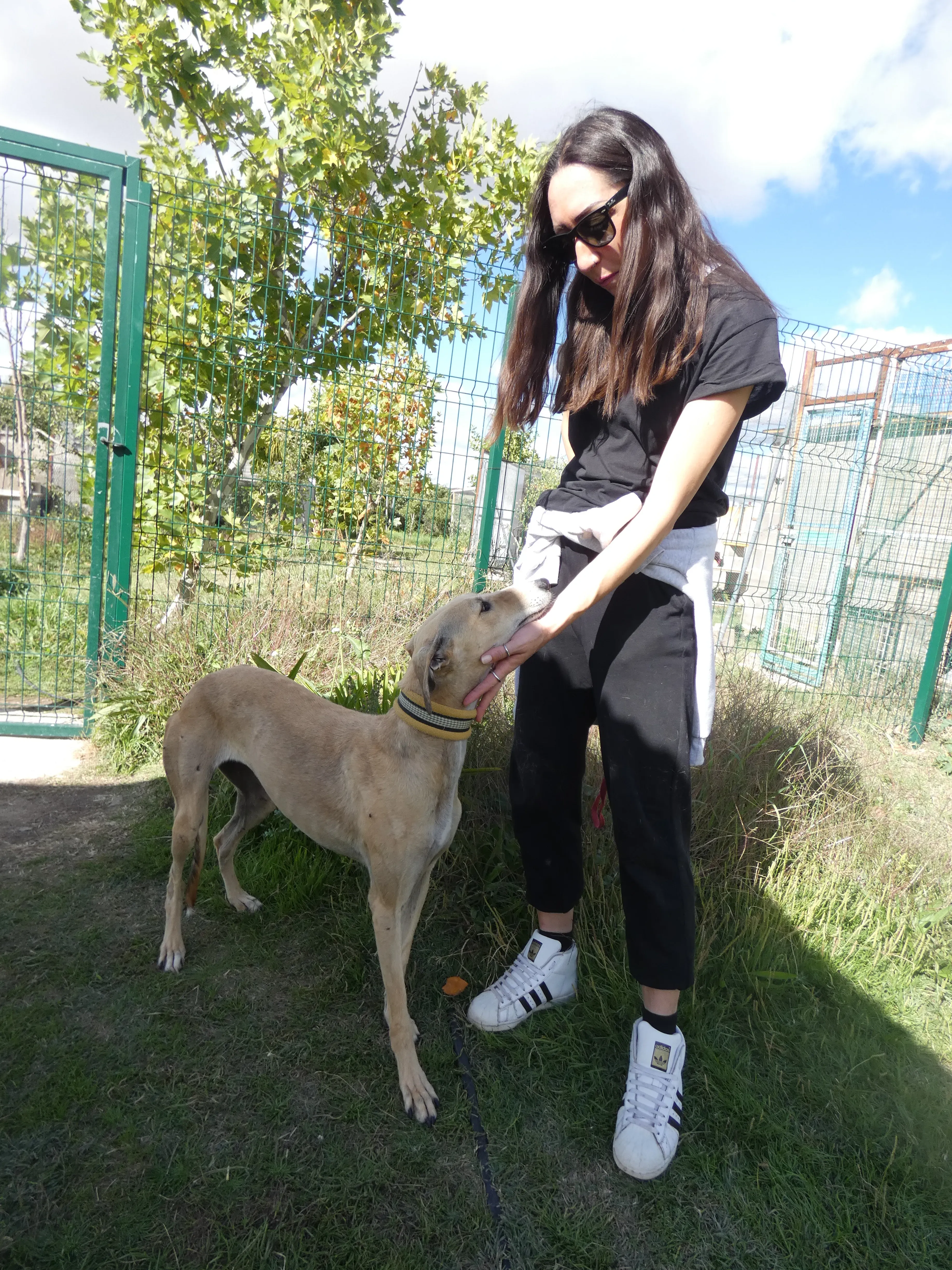 Isabela adozione levrieri galgo 17JPG