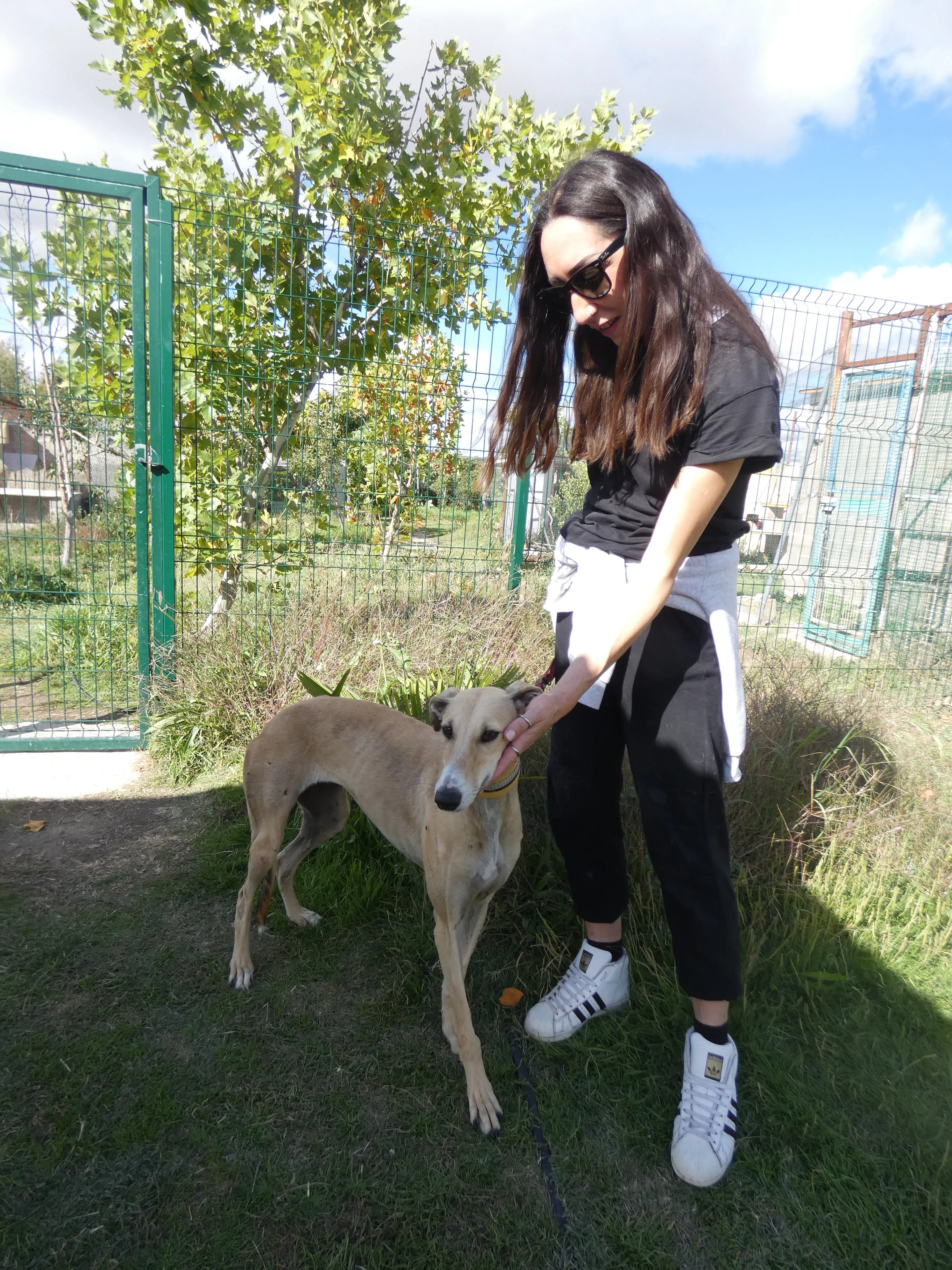 Isabela adozione levrieri galgo 18JPG