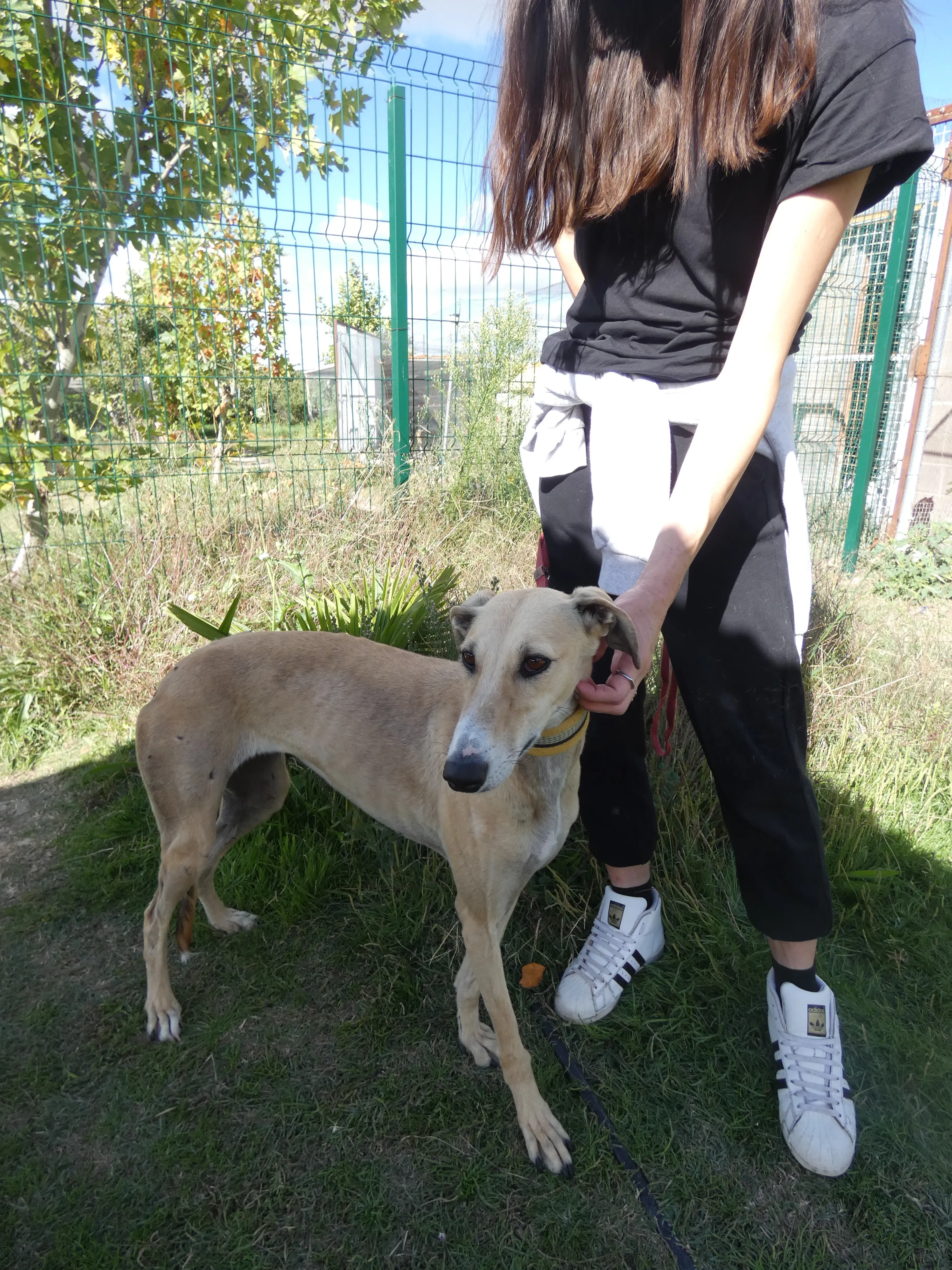 Isabela adozione levrieri galgo 19JPG