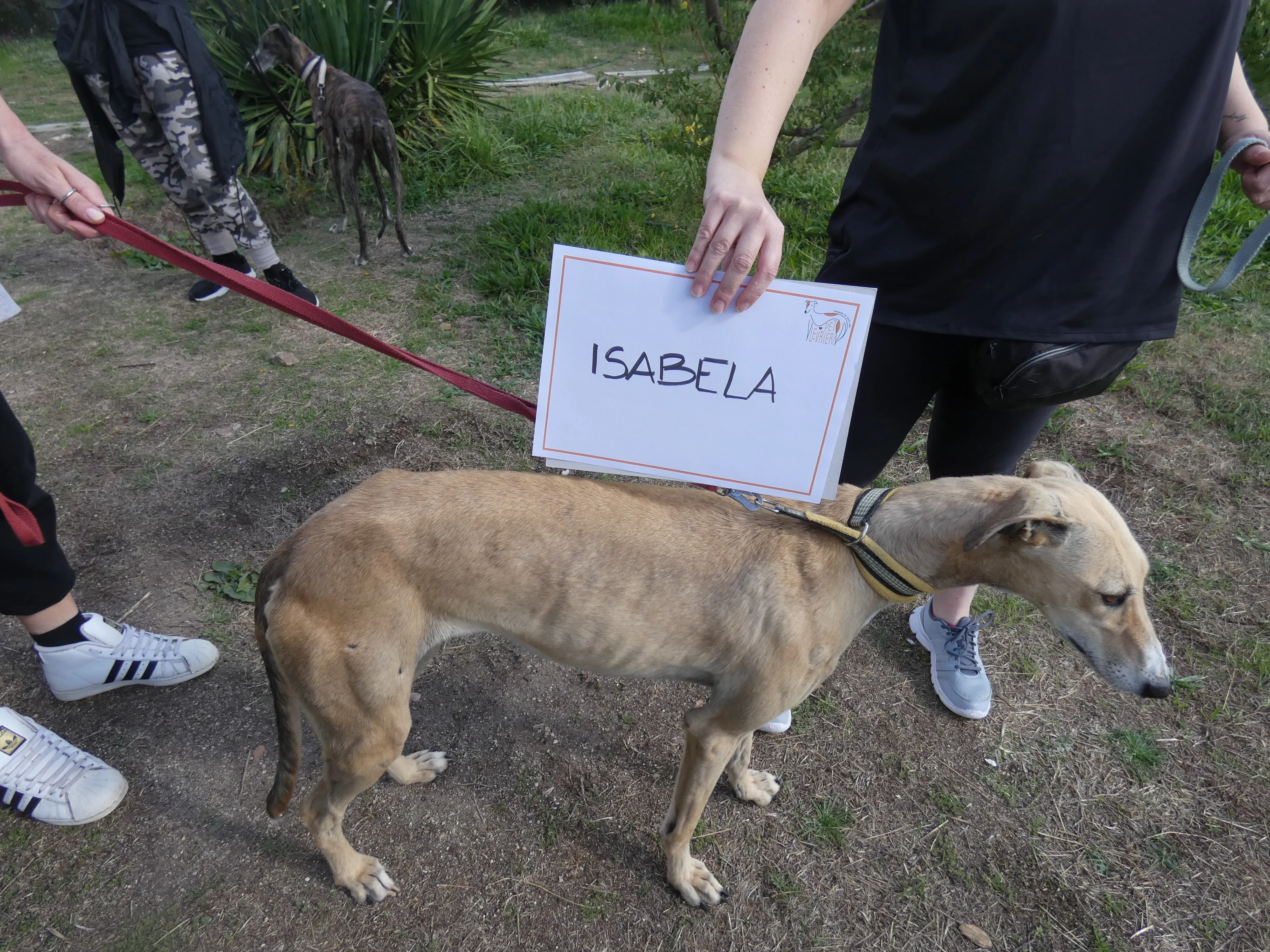 Isabela adozione levrieri galgo 1JPG 1