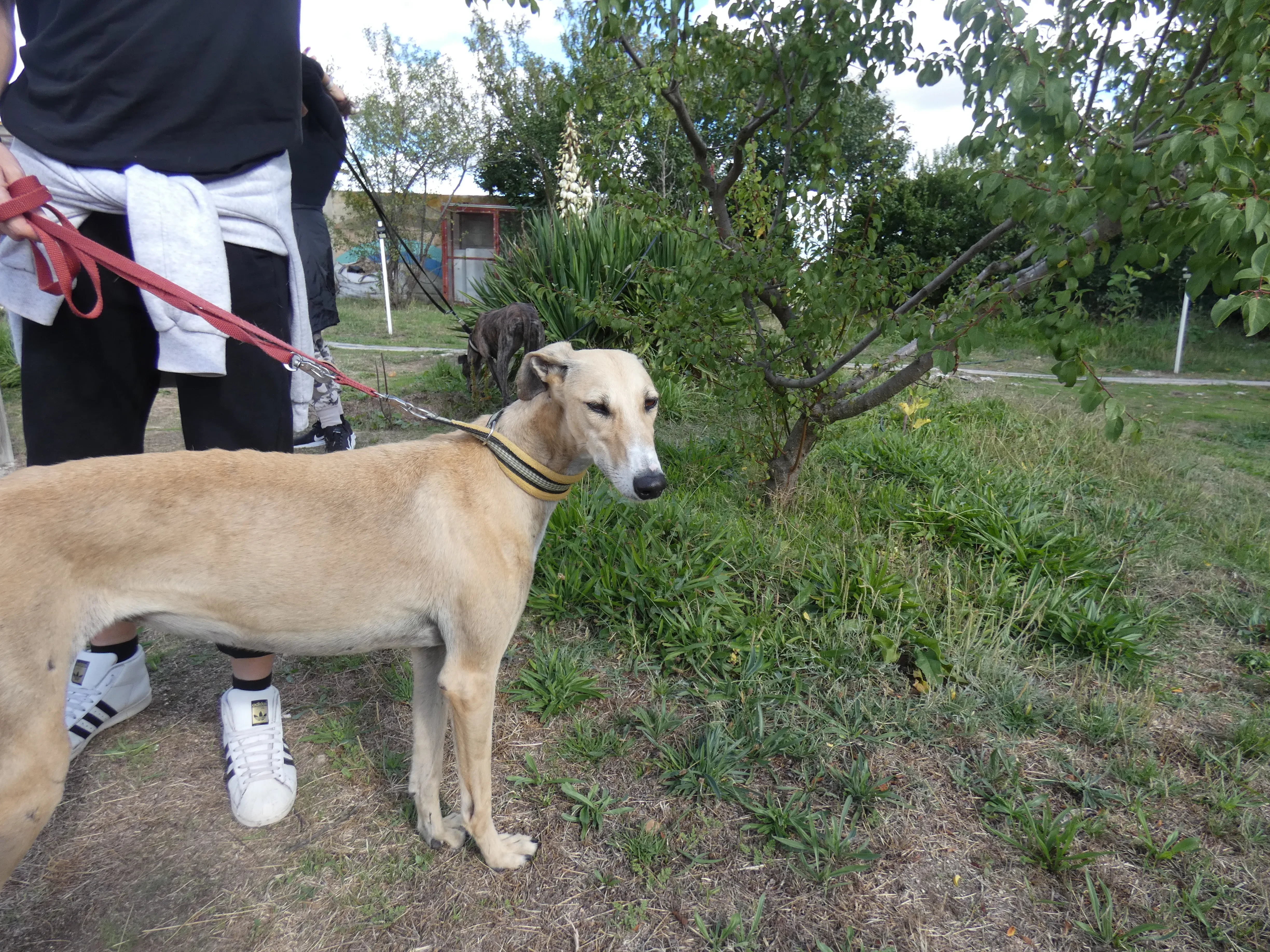 Isabela adozione levrieri galgo 2JPG 1