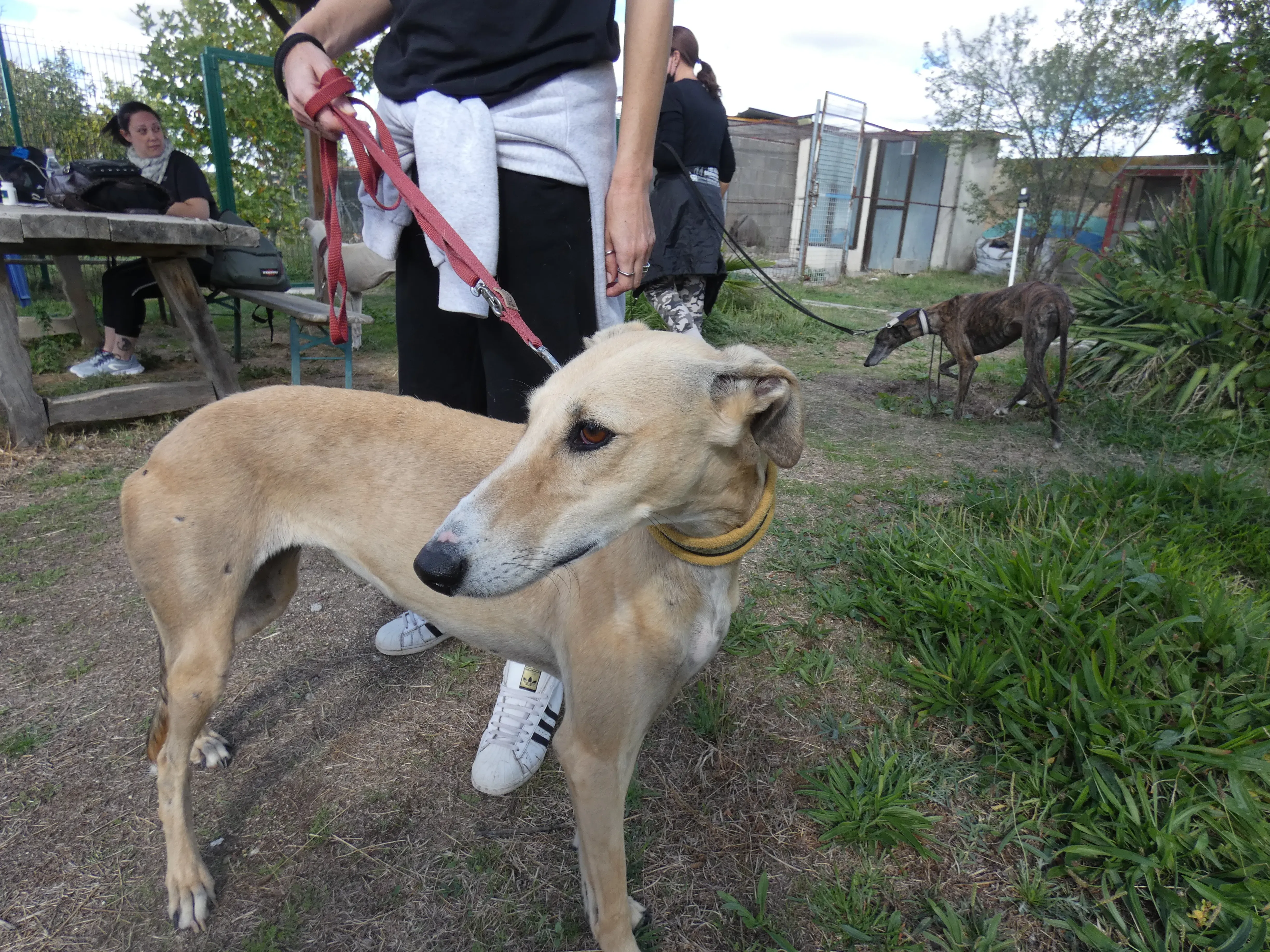 Isabela adozione levrieri galgo 3JPG 1