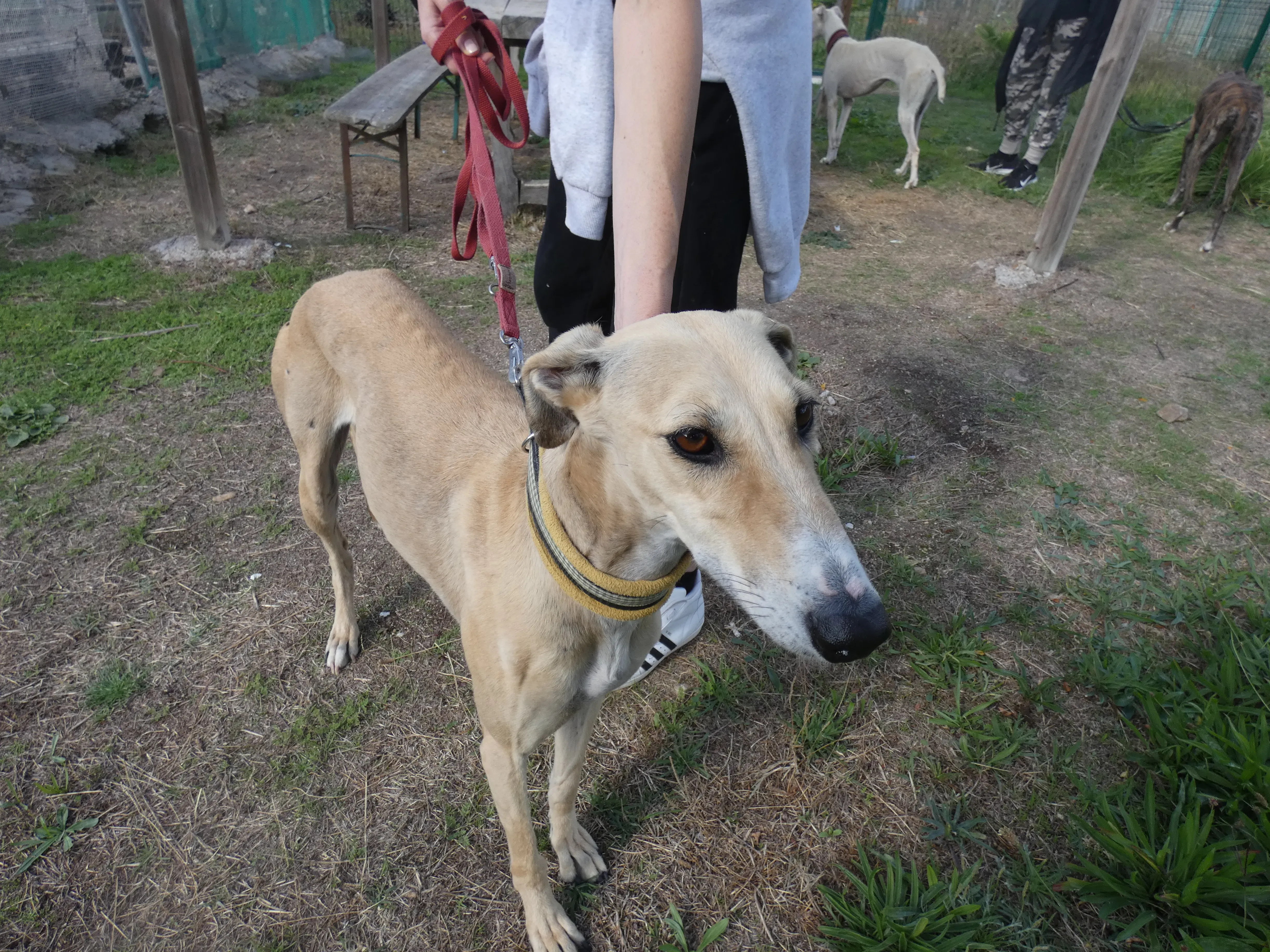 Isabela adozione levrieri galgo 4JPG 1