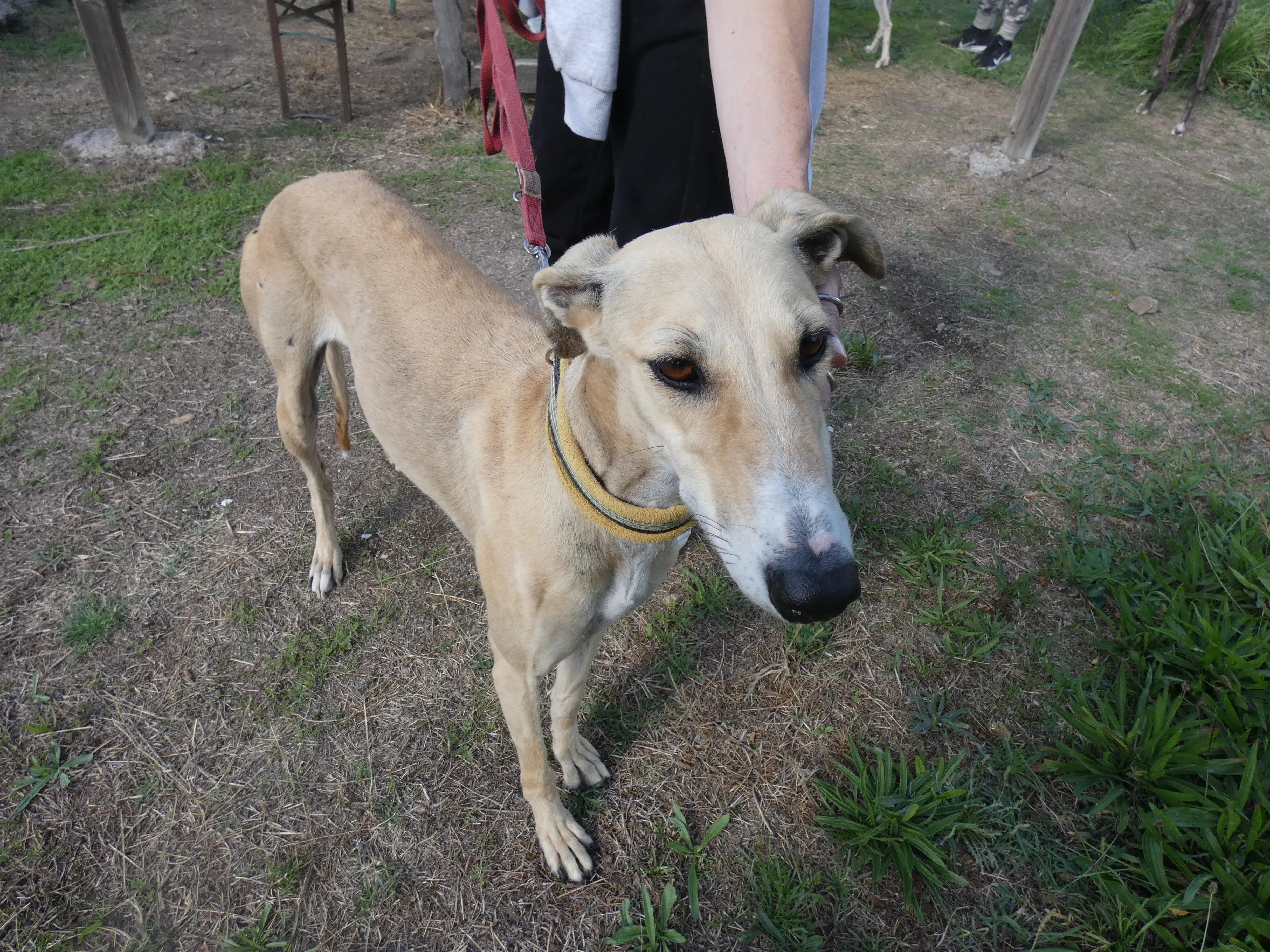 Isabela adozione levrieri galgo 5JPG 1