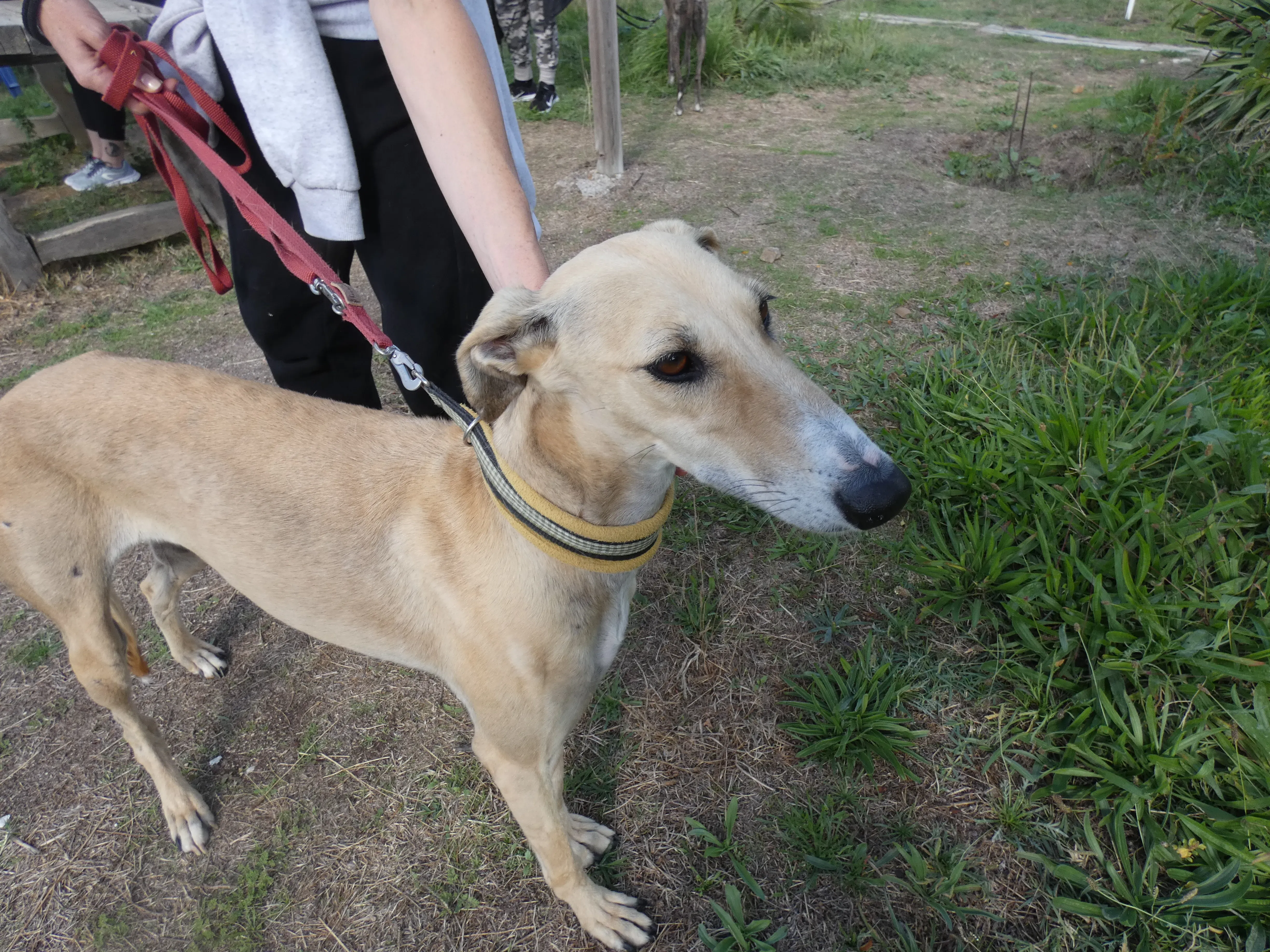 Isabela adozione levrieri galgo 6JPG