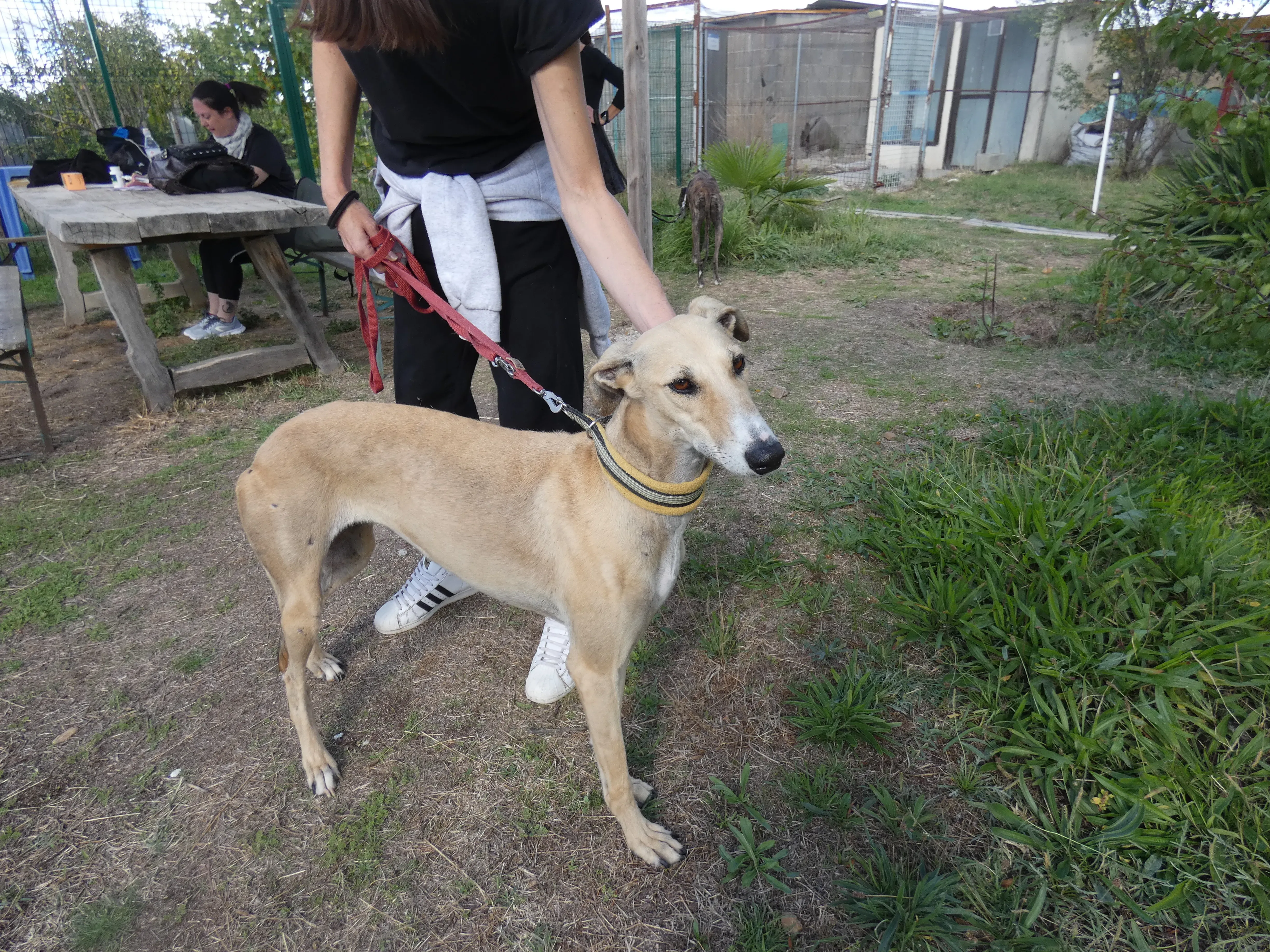 Isabela adozione levrieri galgo 7JPG