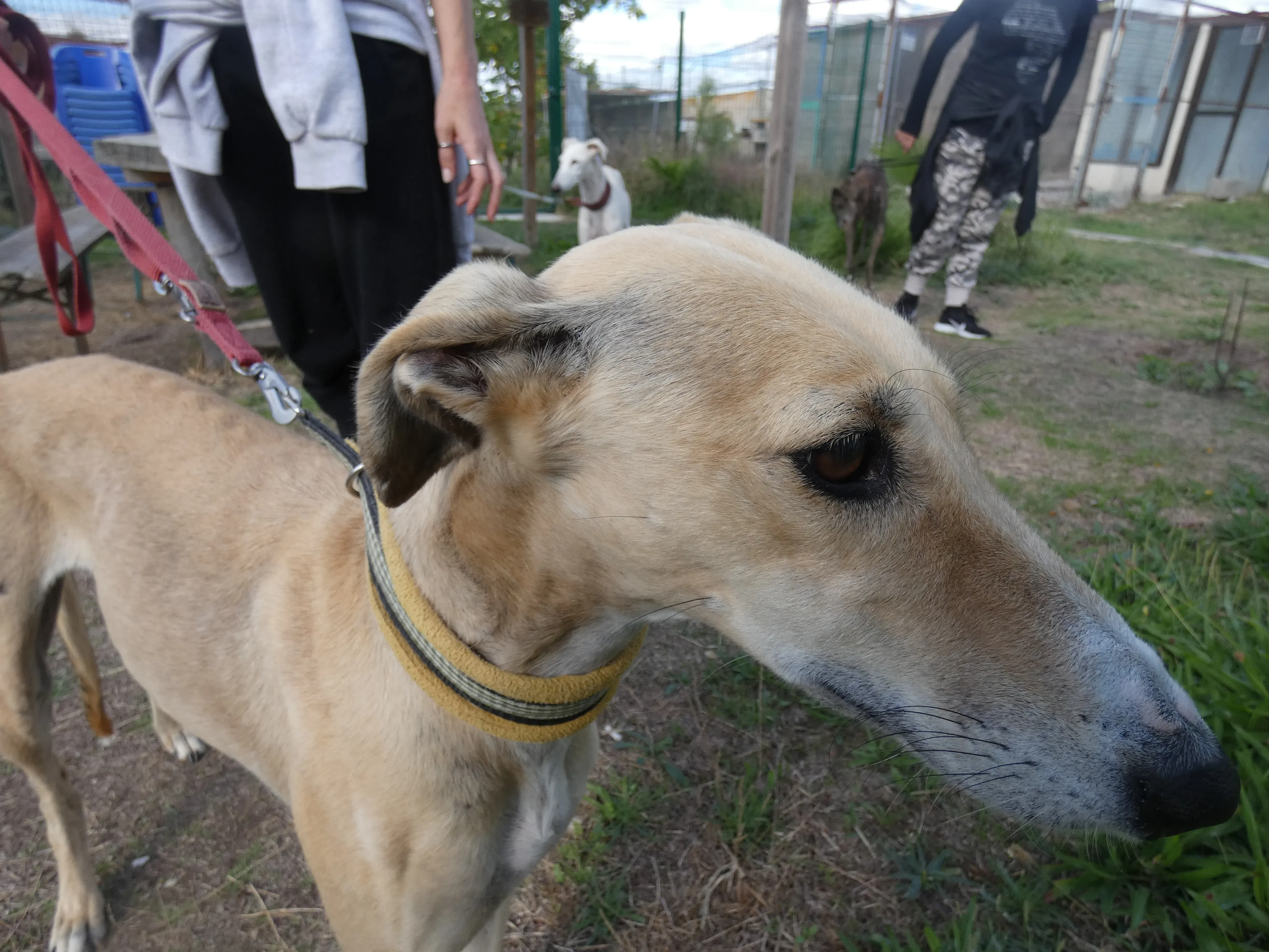 Isabela adozione levrieri galgo 8JPG