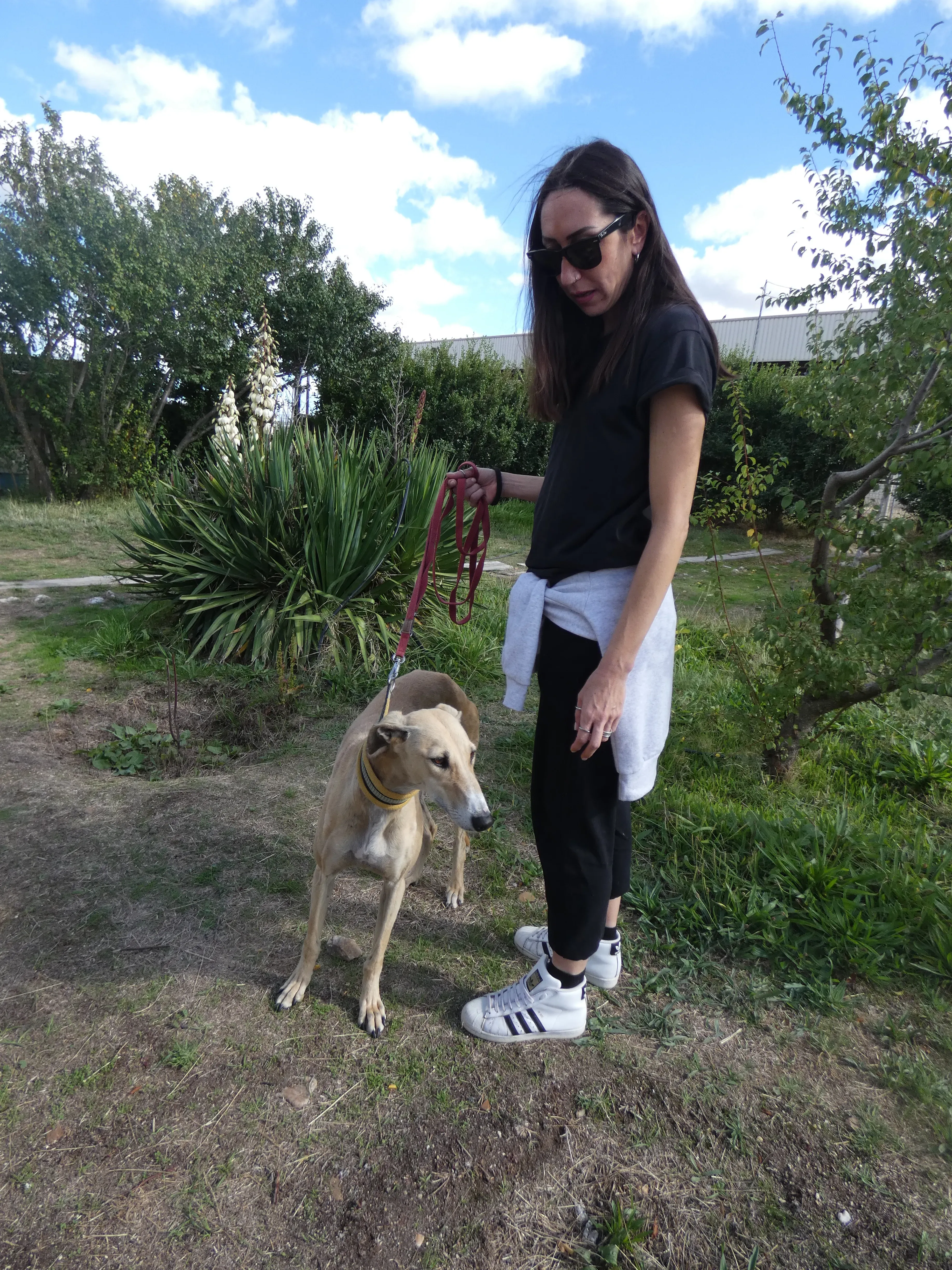 Isabela adozione levrieri galgo 9JPG