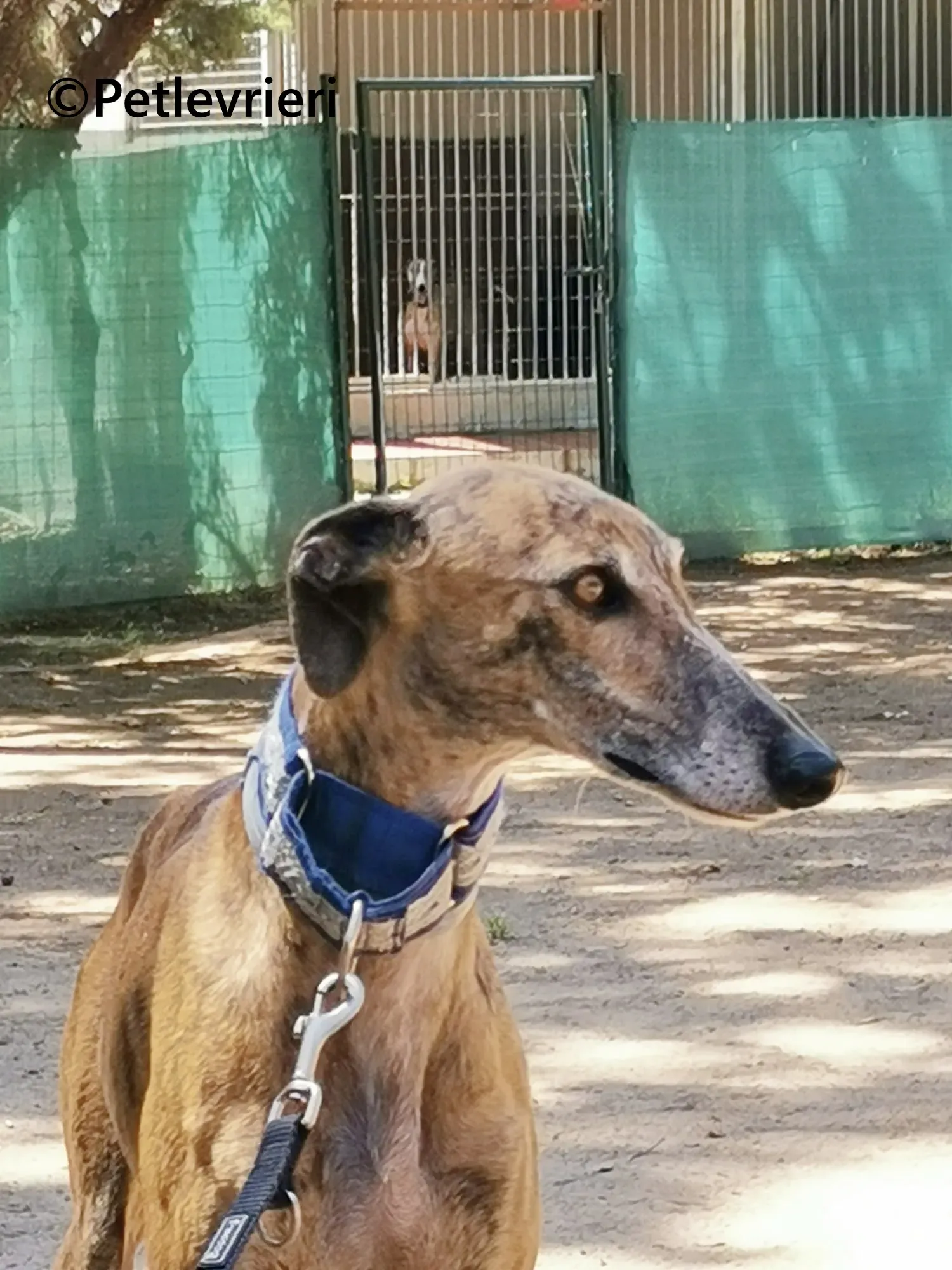 Isabelita galgo adozione pet levrieri onlus 2 2