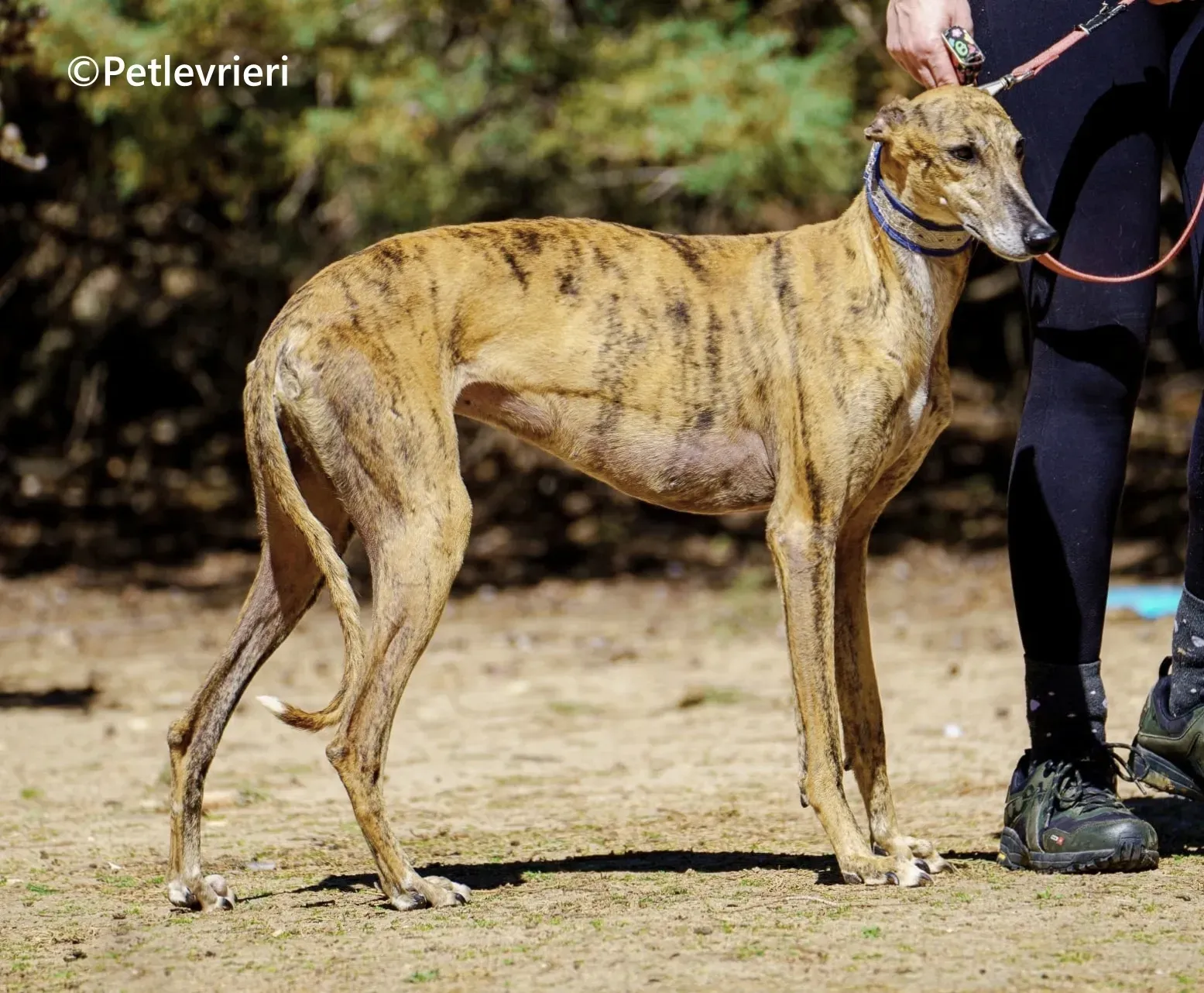 Isabelita galgo adozione pet levrieri onlus 3 2