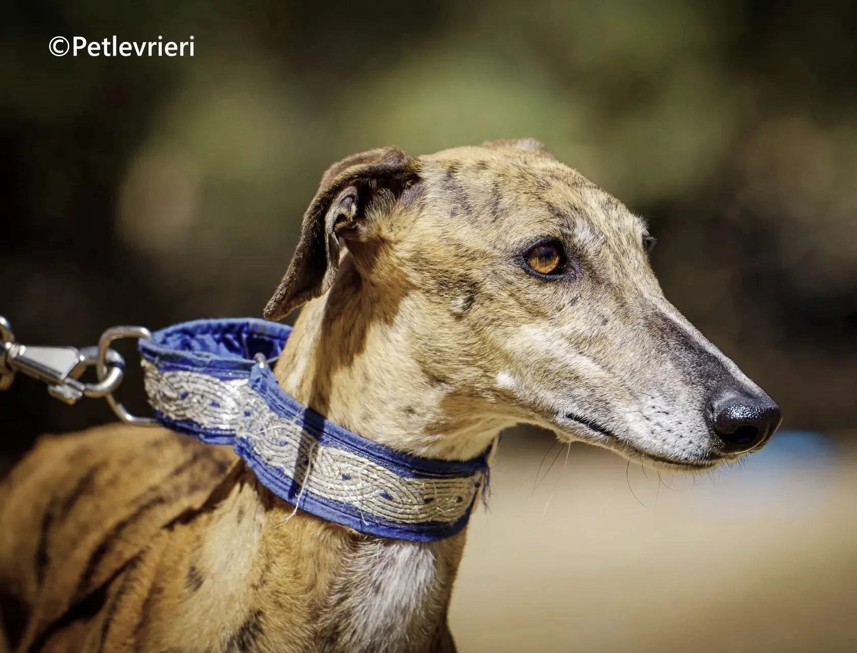 Isabelita galgo adozione pet levrieri onlus 4 2