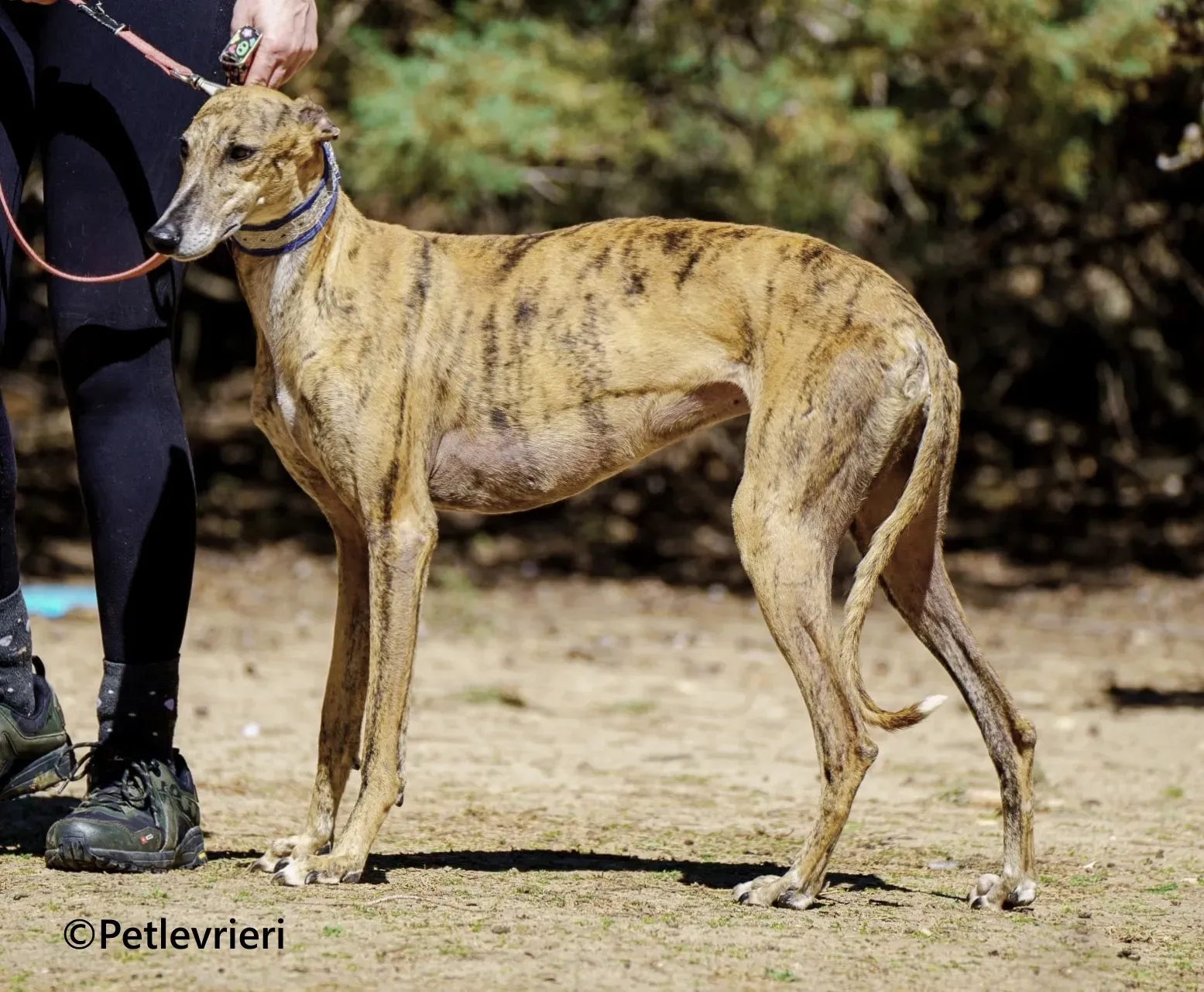 Isabelita galgo adozione pet levrieri onlus 5 2