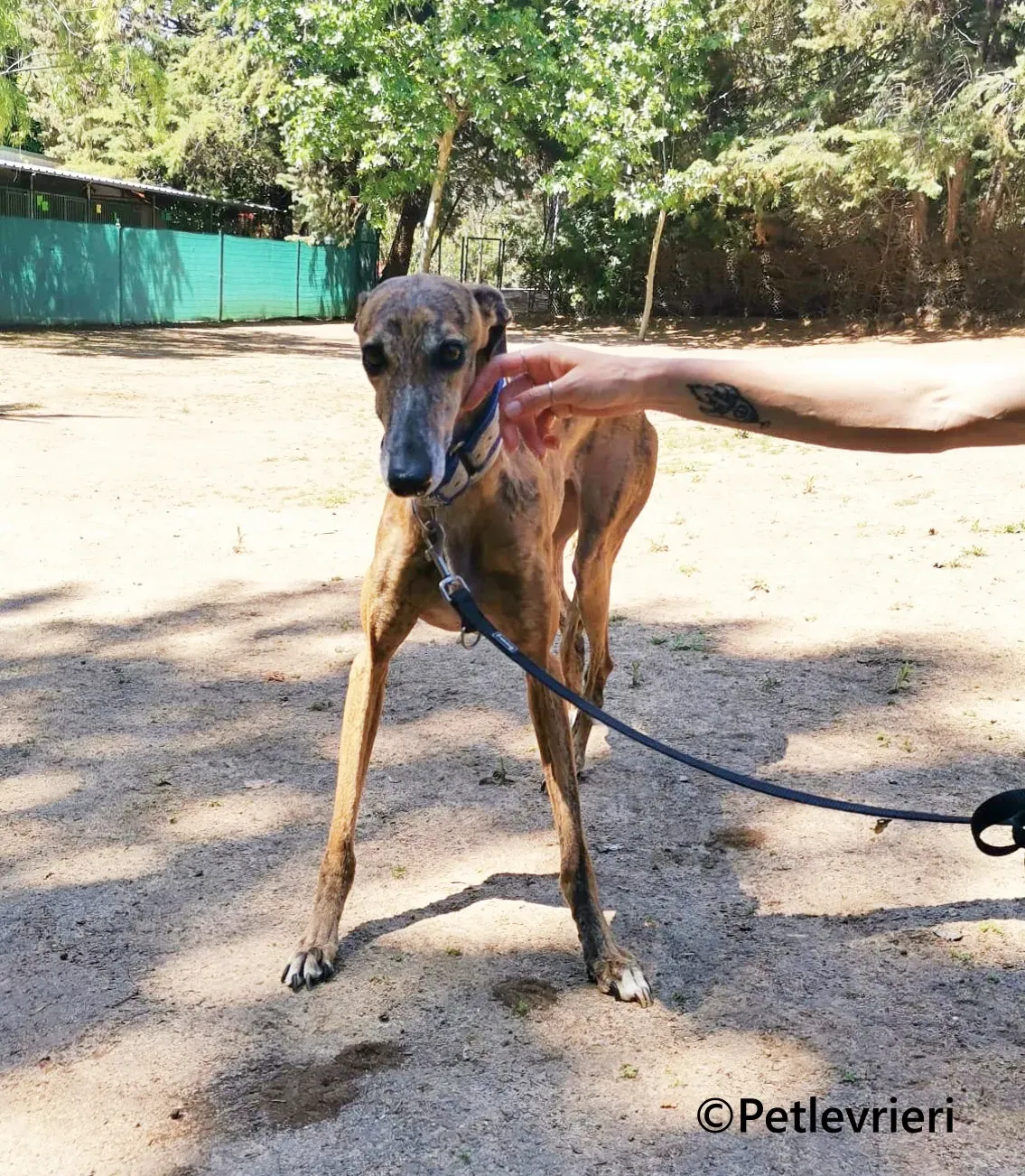 Isabelita galgo adozione pet levrieri onlus 6 1