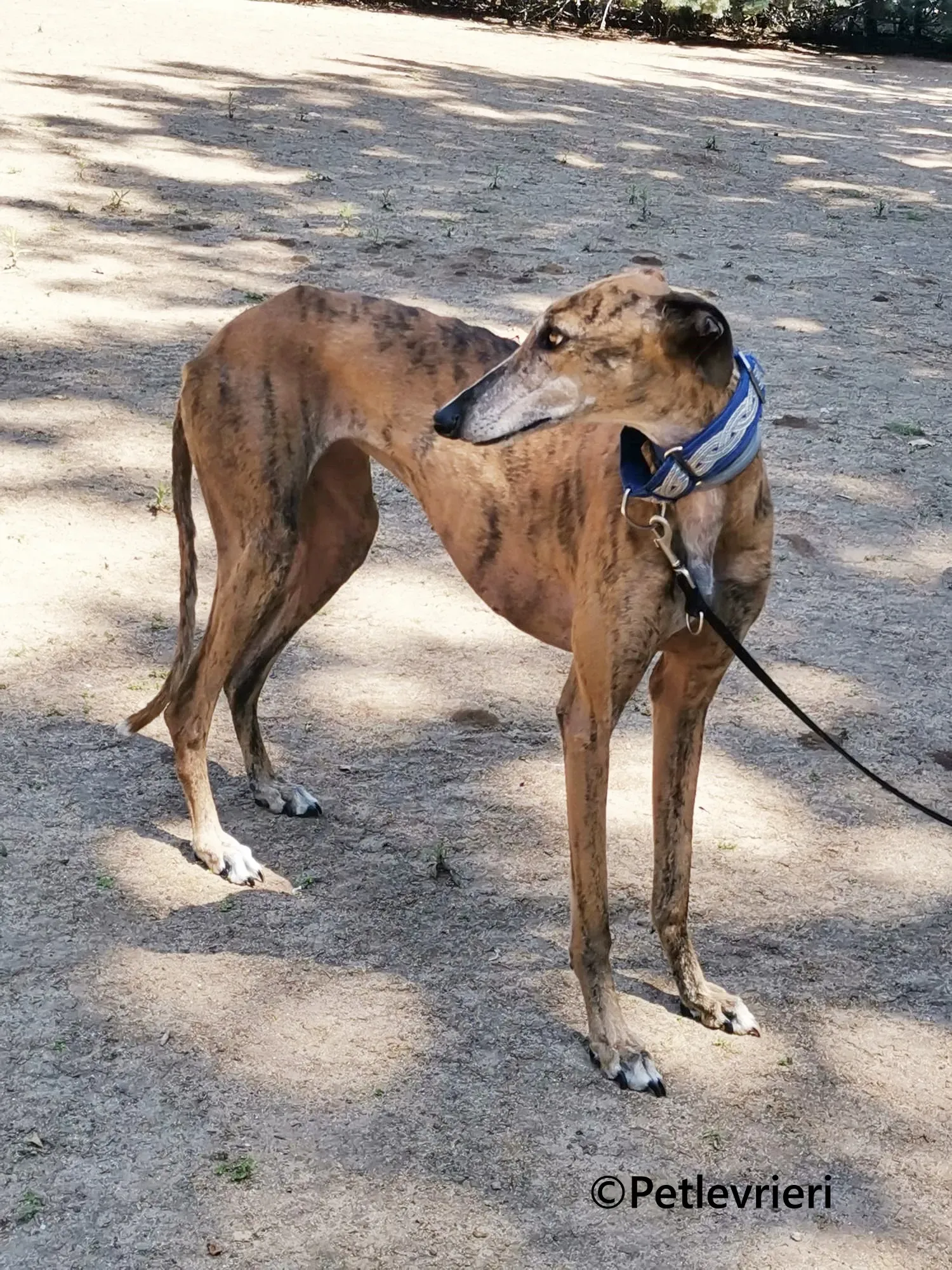 Isabelita galgo adozione pet levrieri onlus 7 1