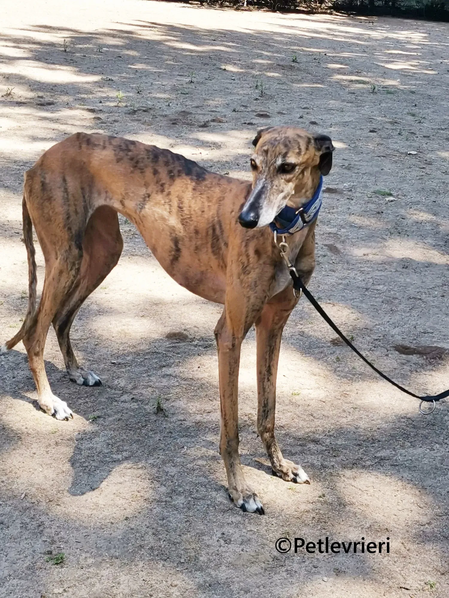 Isabelita galgo adozione pet levrieri onlus 8 1