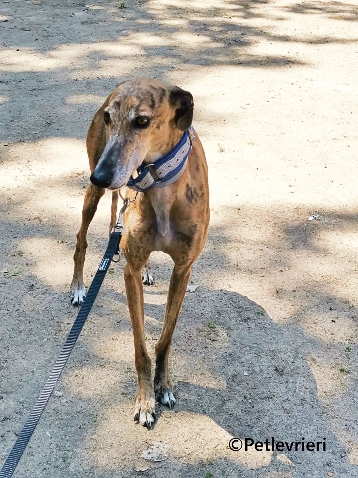 Isabelita galgo adozione pet levrieri onlus 9 1