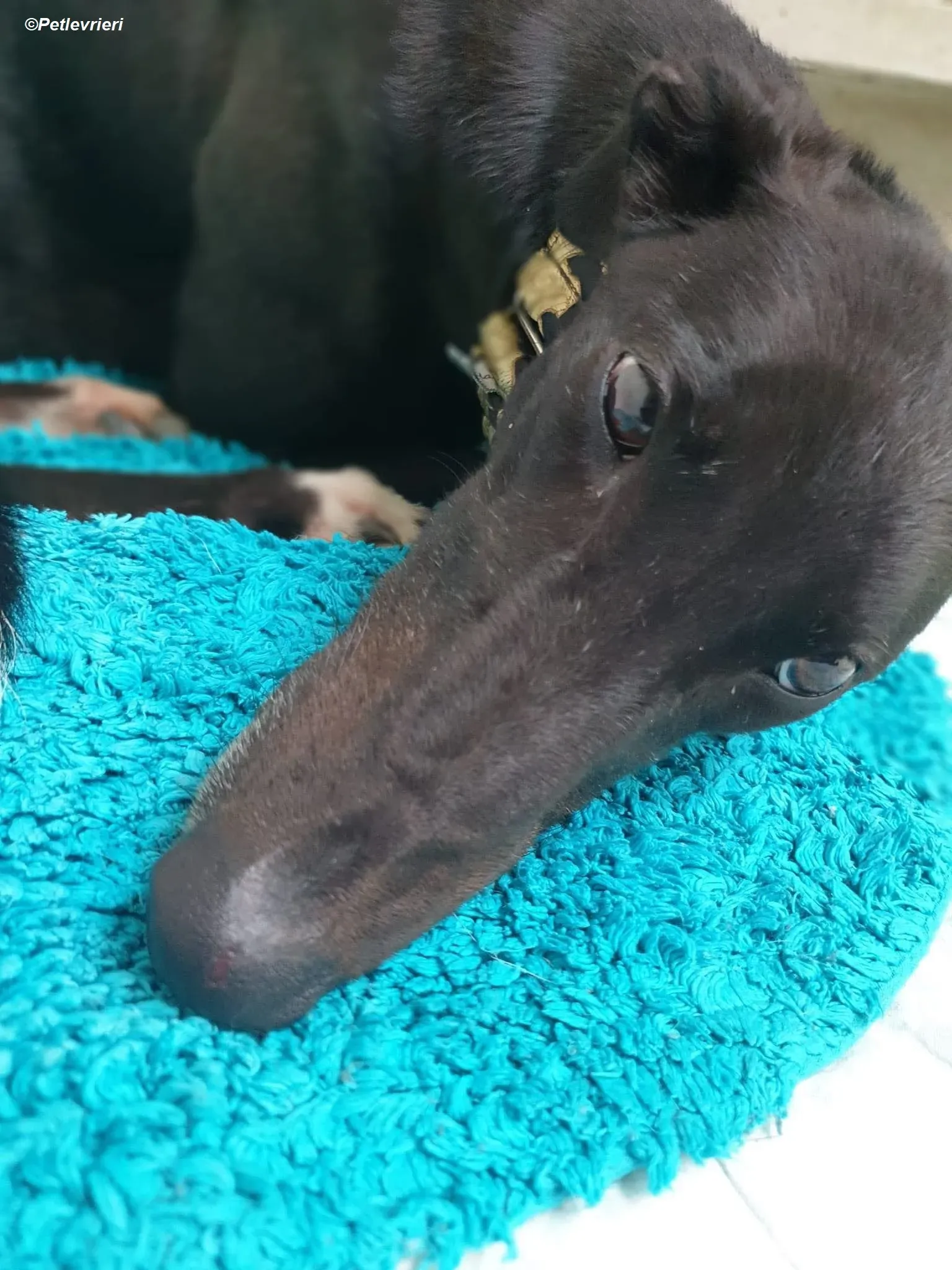 Isabelle adozione levrieri greyhound 1