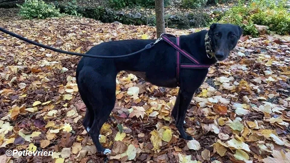 Isabelle adozione levrieri greyhound 10