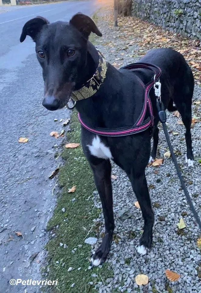 Isabelle adozione levrieri greyhound 11