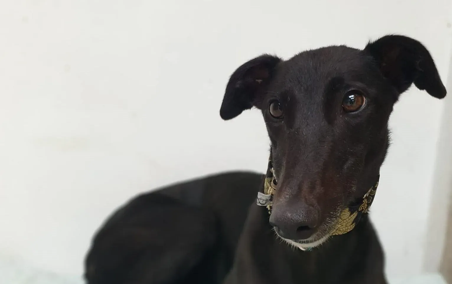 Isabelle adozione levrieri greyhound 2 e1634503513602