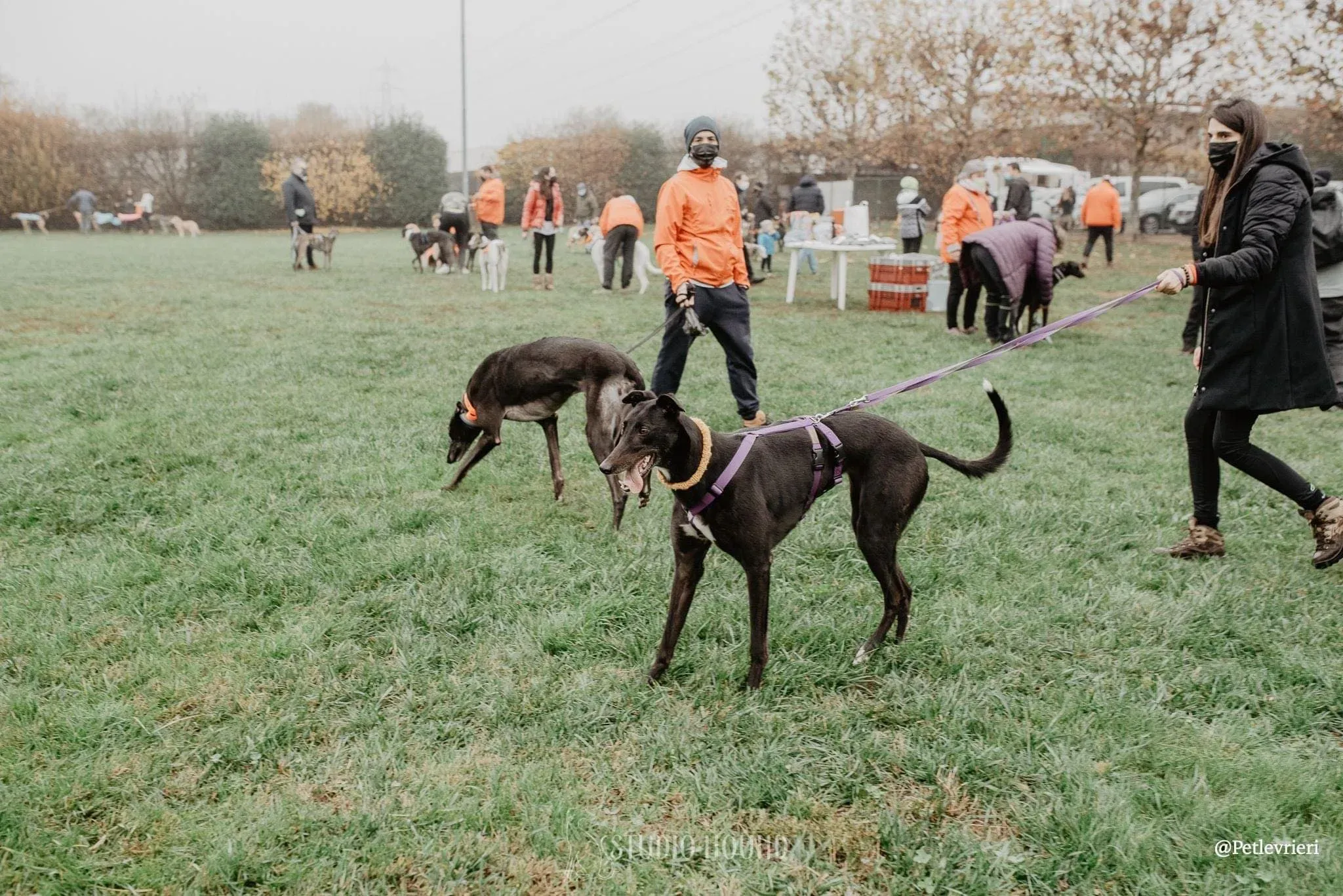 Isabelle adozione levrieri greyhound 20