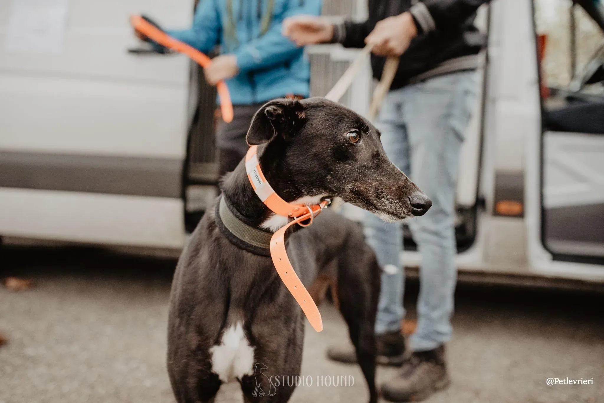 Isabelle adozione levrieri greyhound 21