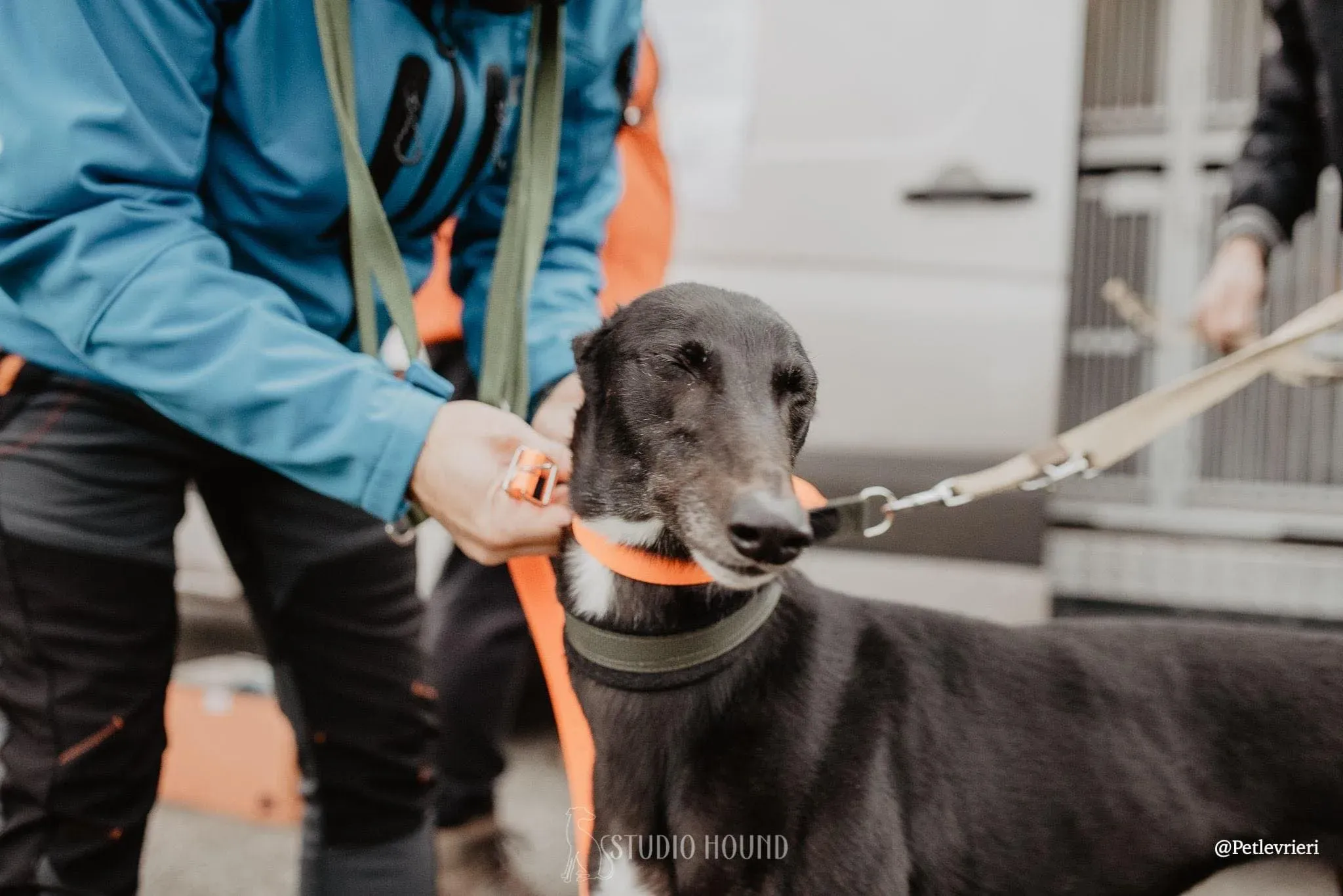 Isabelle adozione levrieri greyhound 22