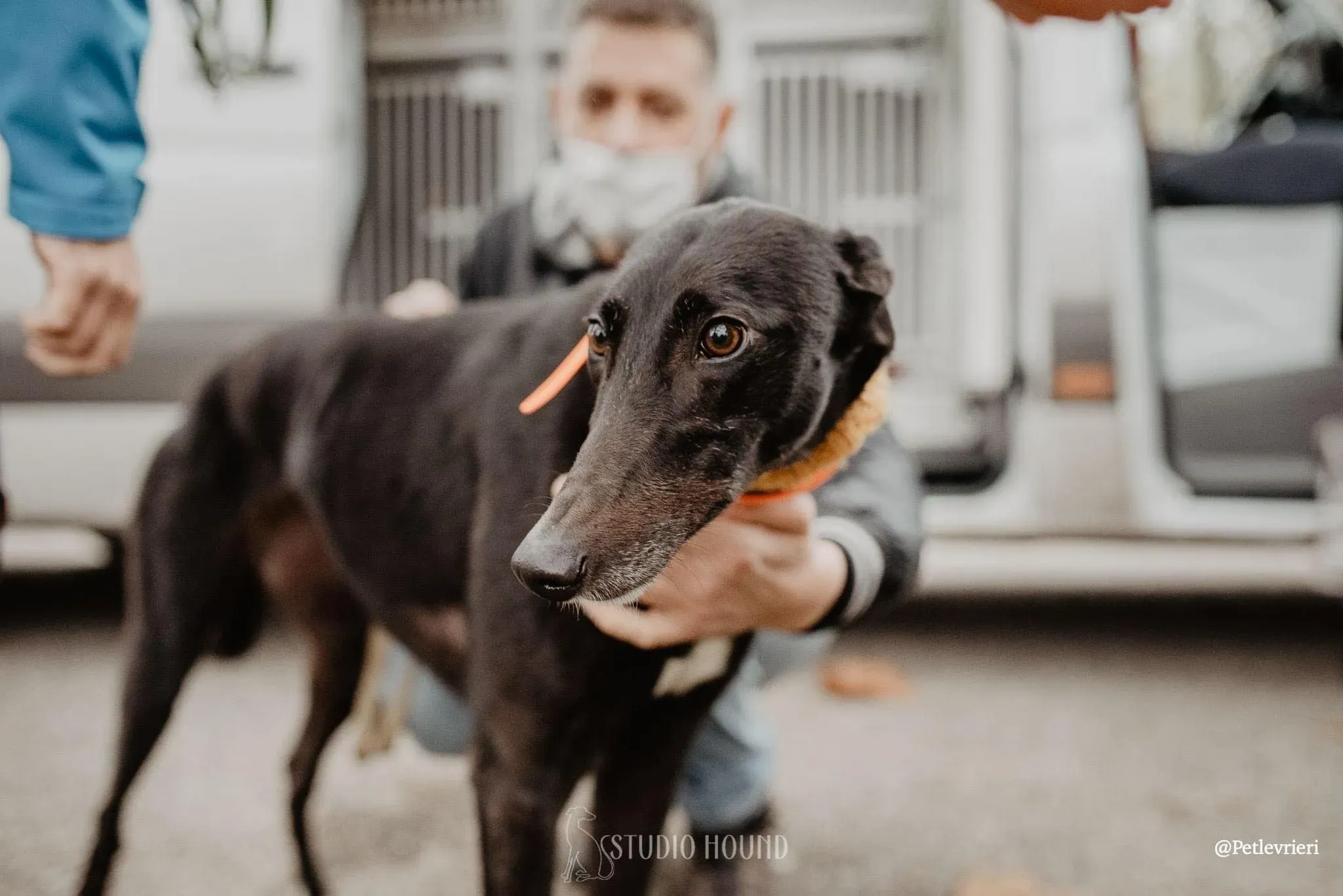 Isabelle adozione levrieri greyhound 23