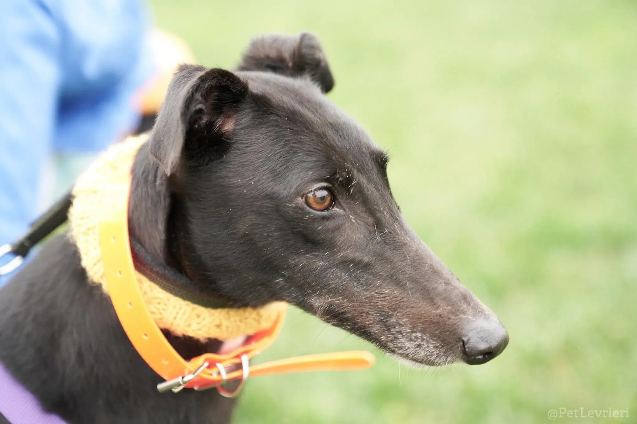 Isabelle adozione levrieri greyhound 24