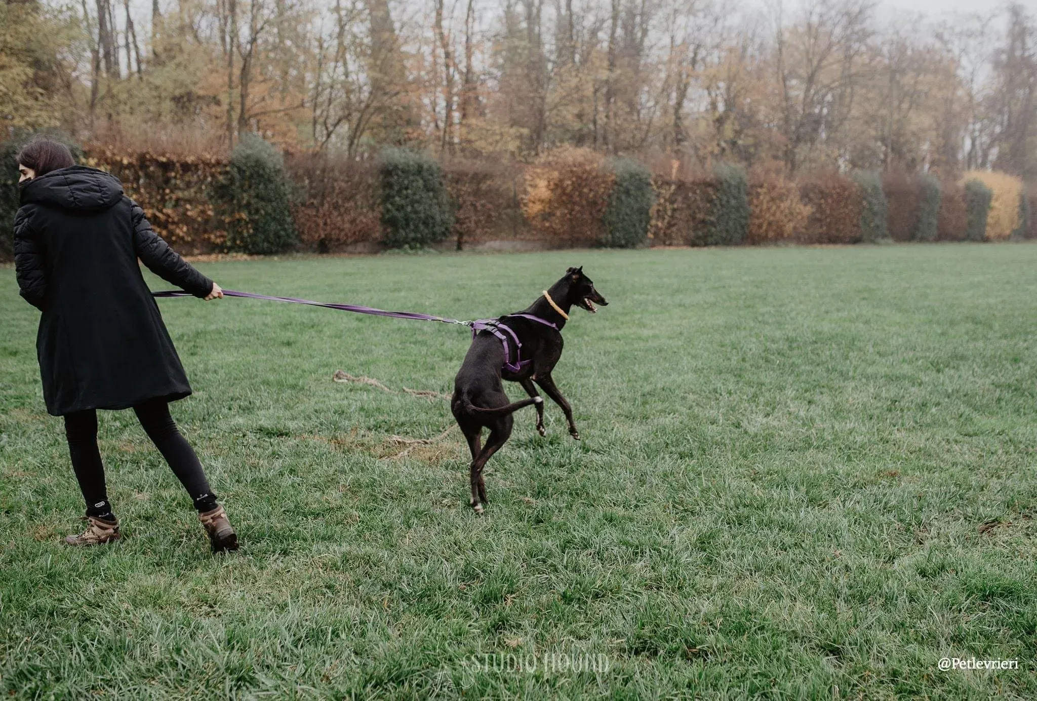 Isabelle adozione levrieri greyhound 25