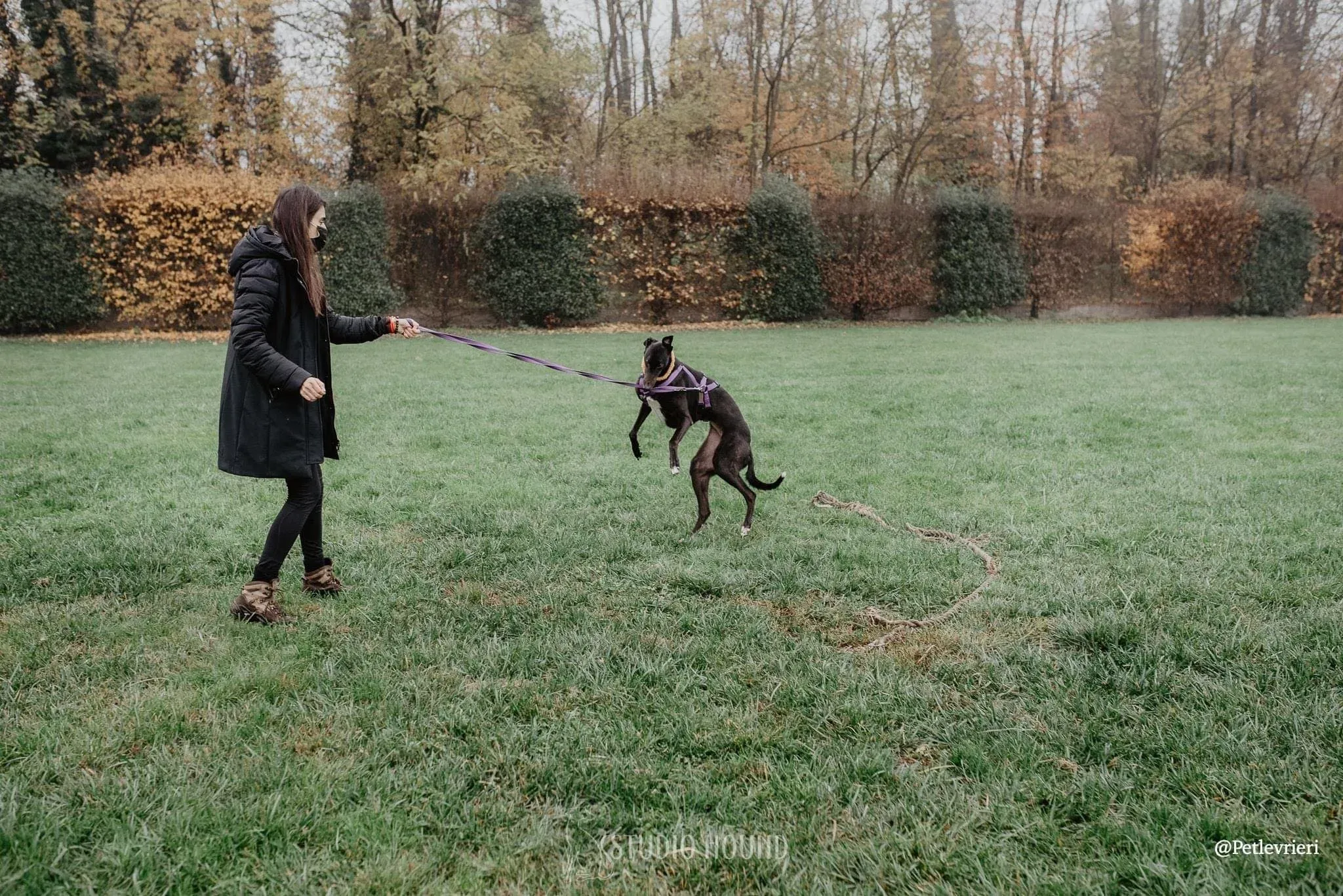 Isabelle adozione levrieri greyhound 26