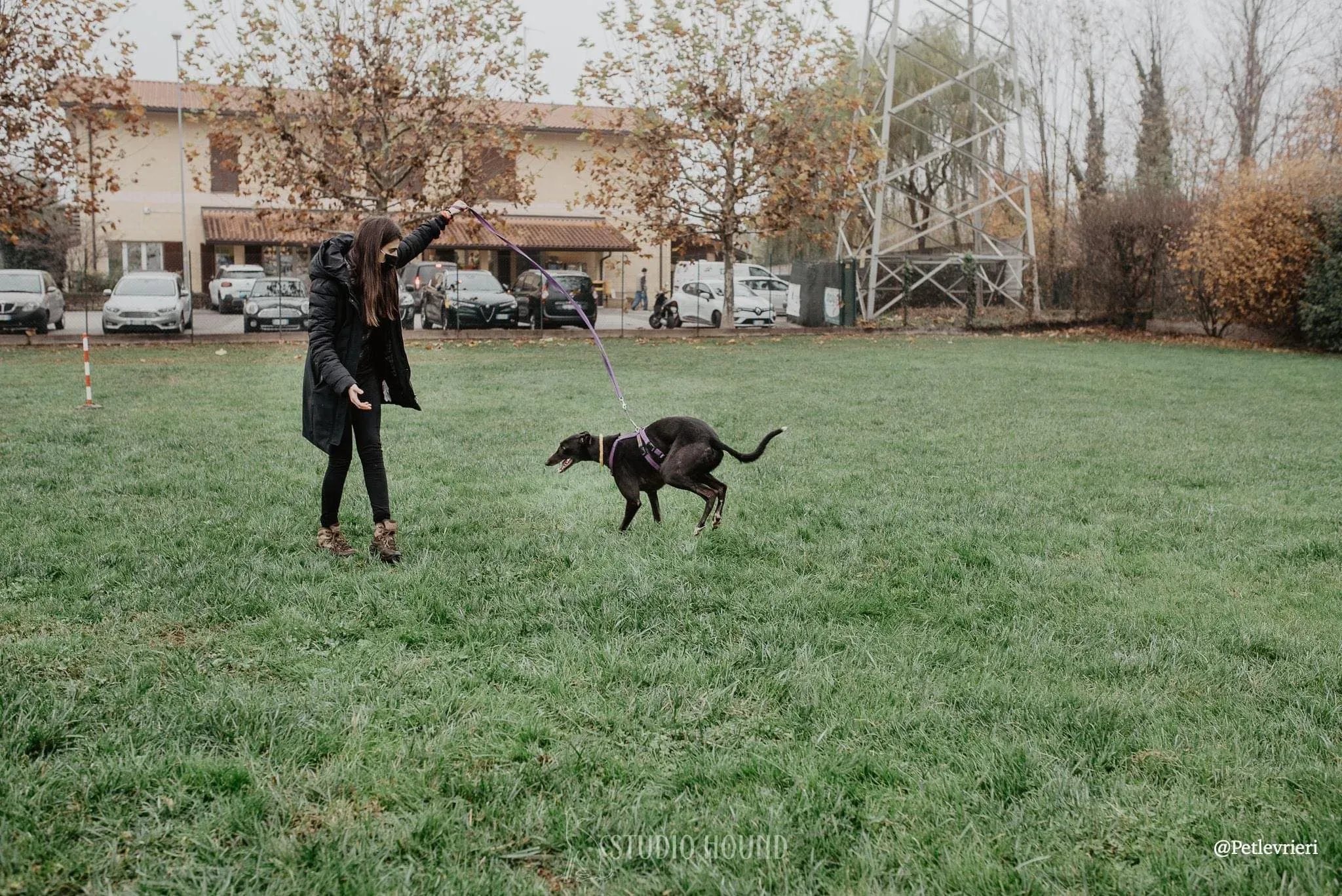 Isabelle adozione levrieri greyhound 27