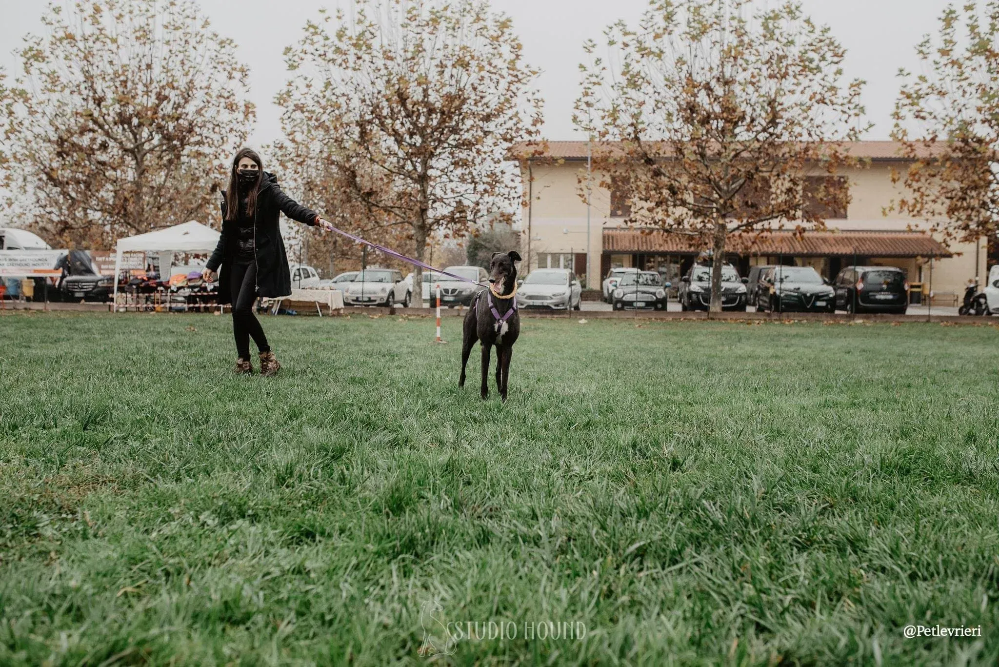 Isabelle adozione levrieri greyhound 28