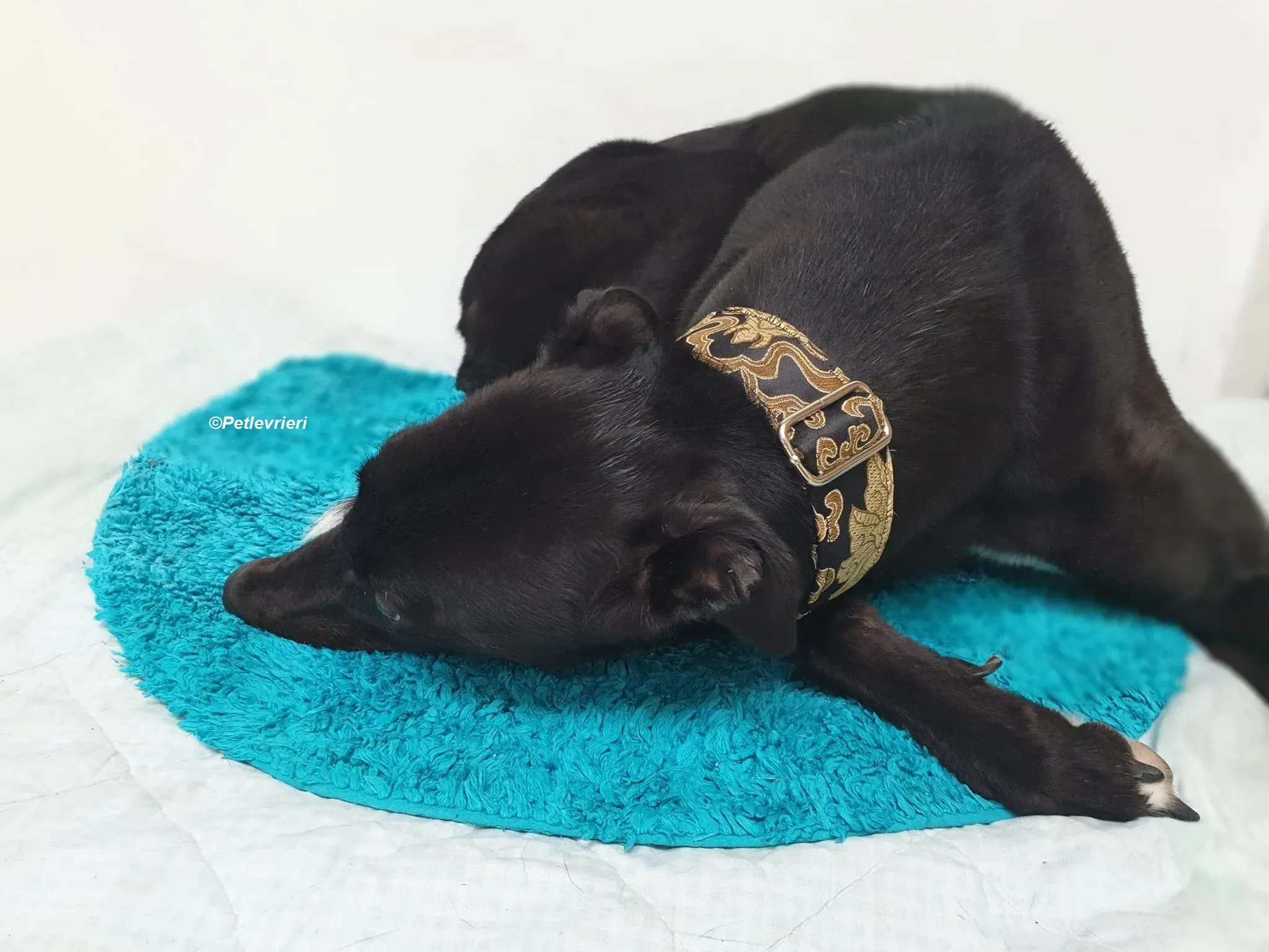 Isabelle adozione levrieri greyhound 3