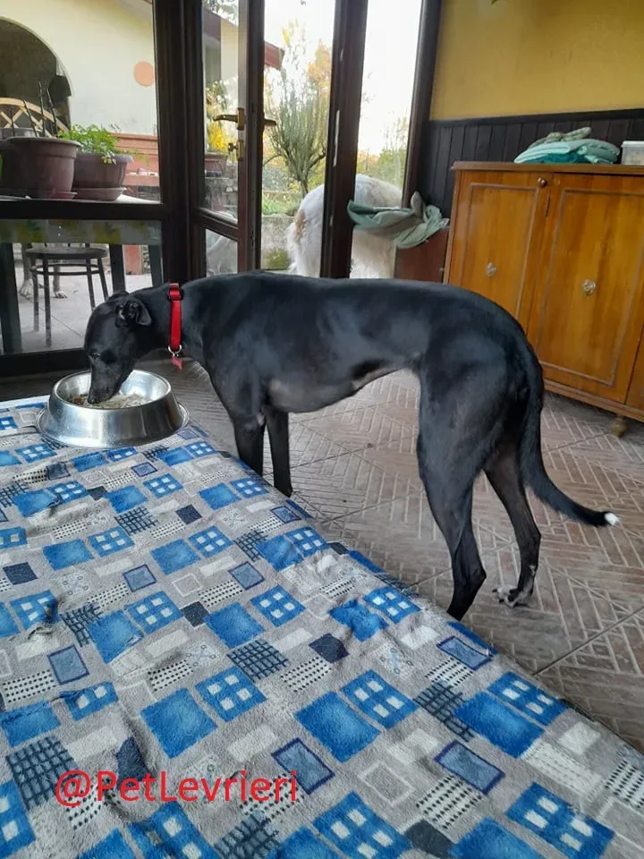 Isabelle adozione levrieri greyhound 30