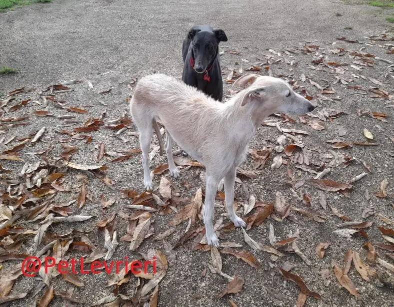 Isabelle adozione levrieri greyhound 31