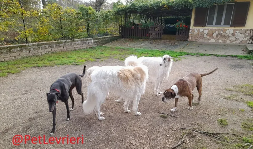 Isabelle adozione levrieri greyhound 32