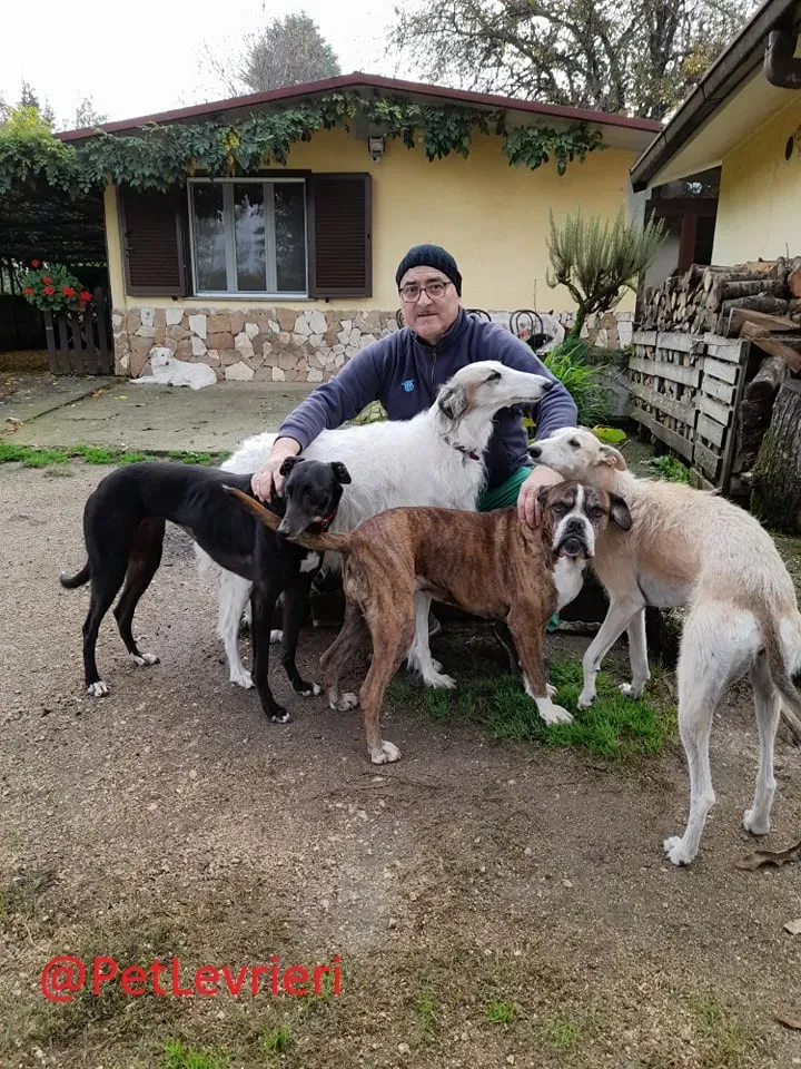 Isabelle adozione levrieri greyhound 33