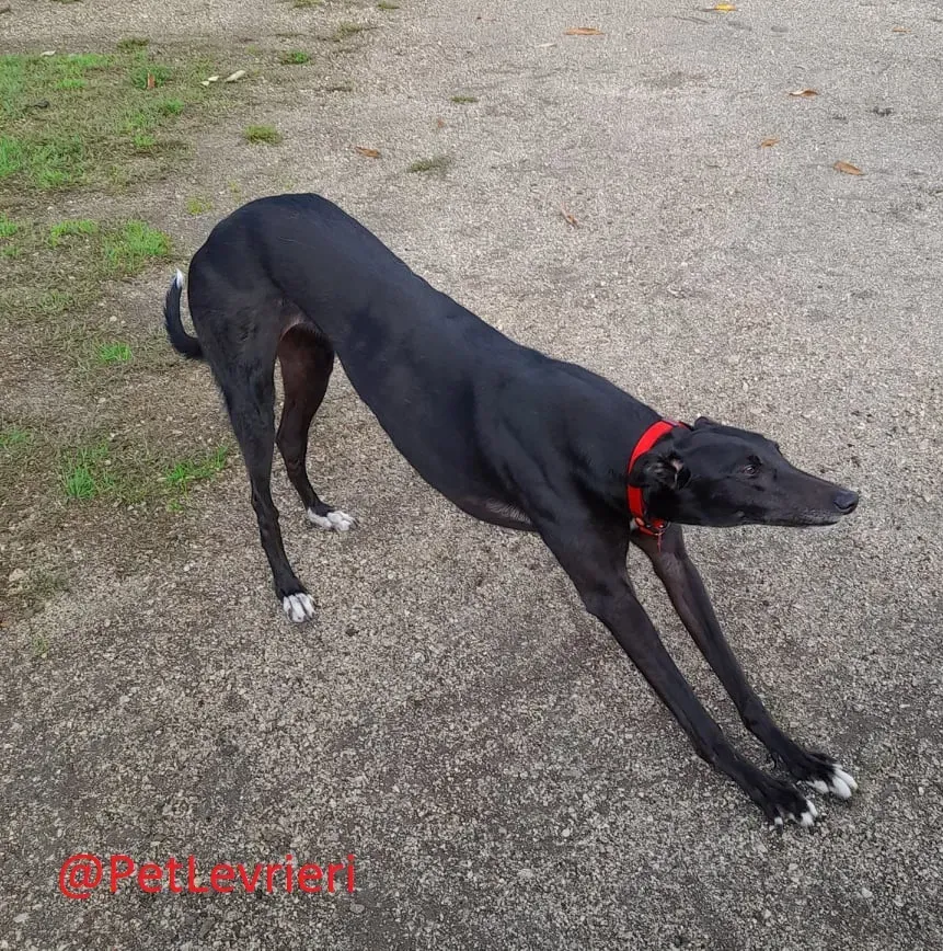 Isabelle adozione levrieri greyhound 34