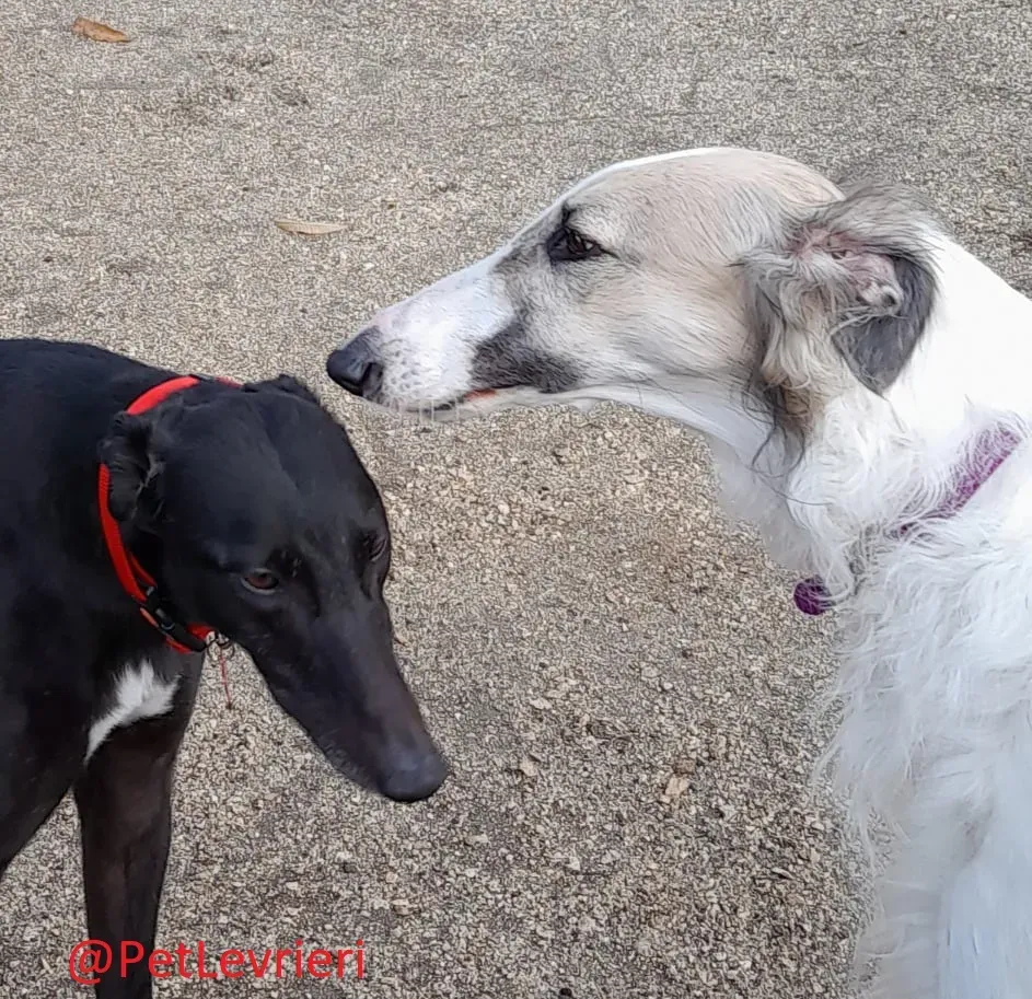 Isabelle adozione levrieri greyhound 35